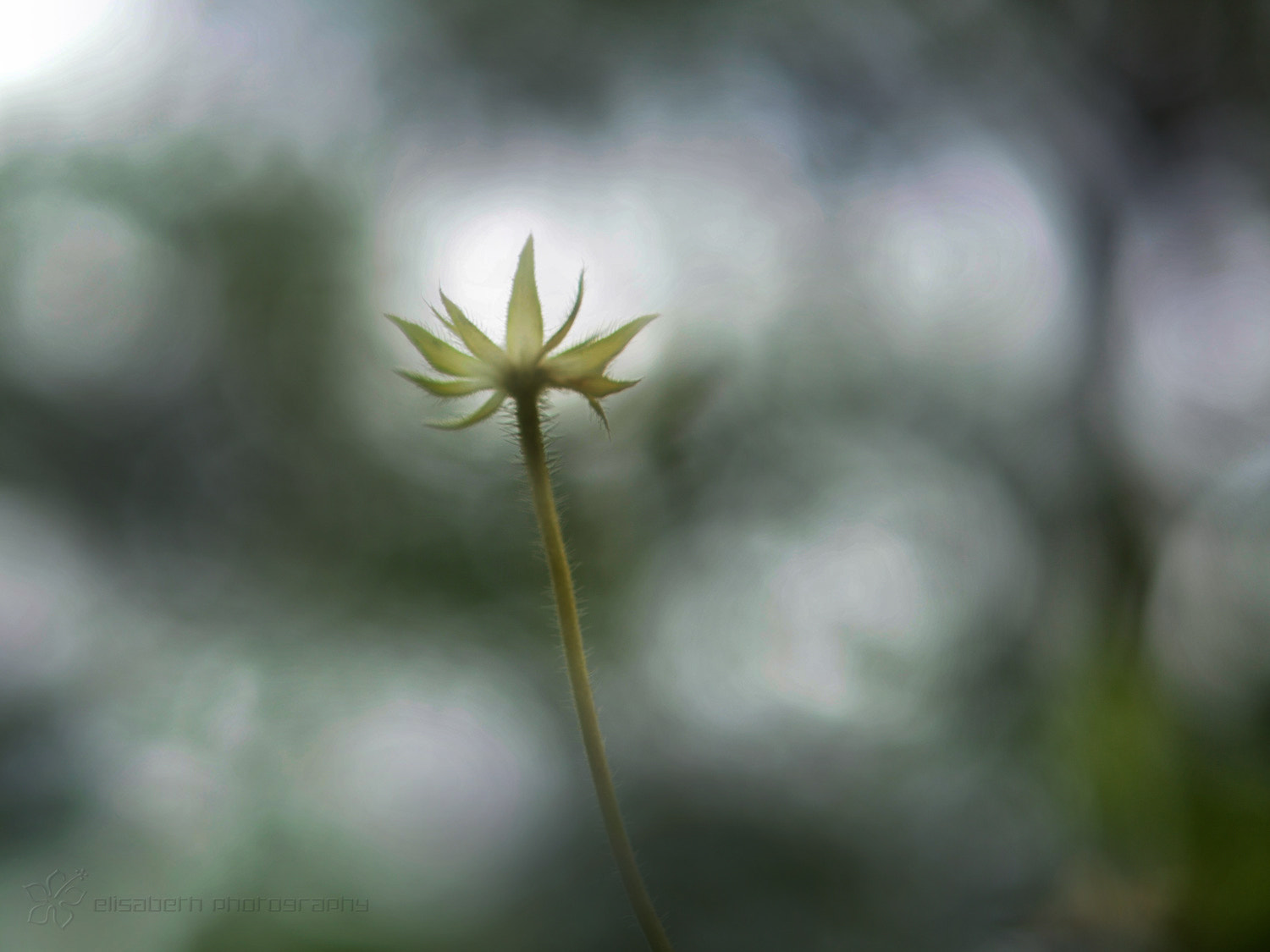 Nikon AF-S Micro-Nikkor 60mm F2.8G ED sample photo. Love is like war: easy to begin but very hard to stop. (mencken) photography