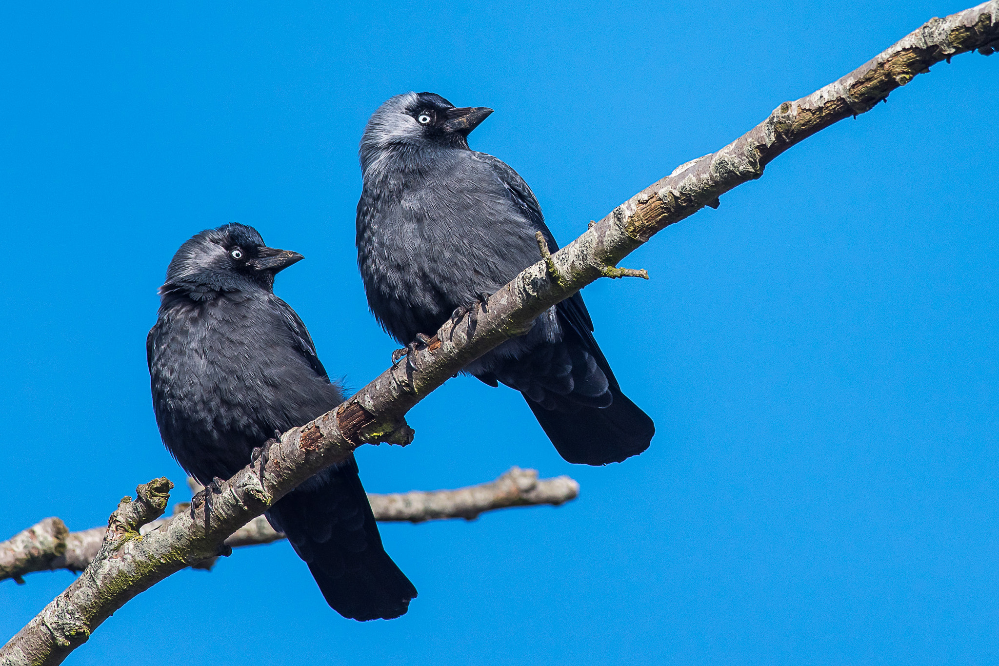 Nikon D750 sample photo. The blues brothers photography