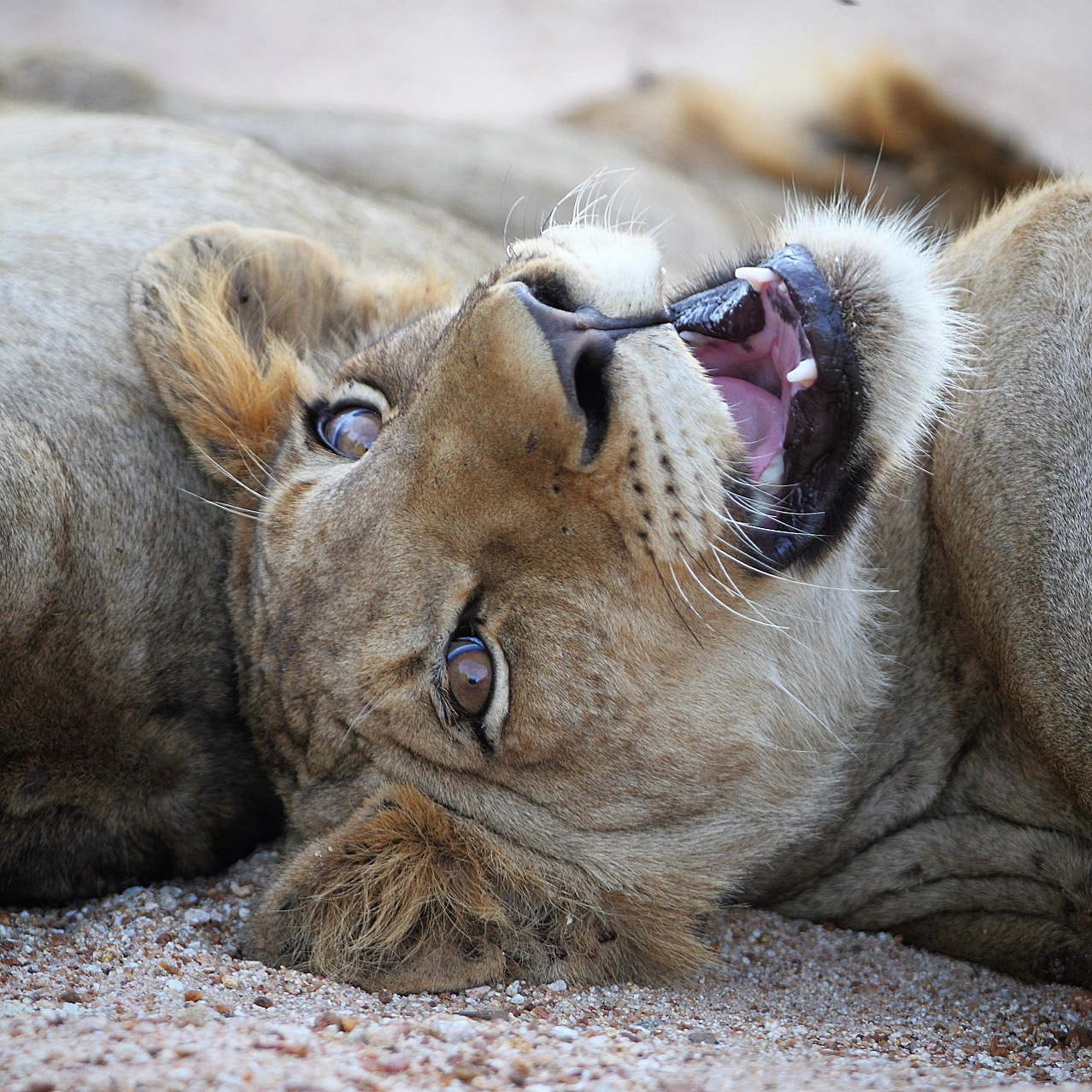 Canon EF 300mm F2.8L IS USM sample photo. It's now play time for a young lioness. photography