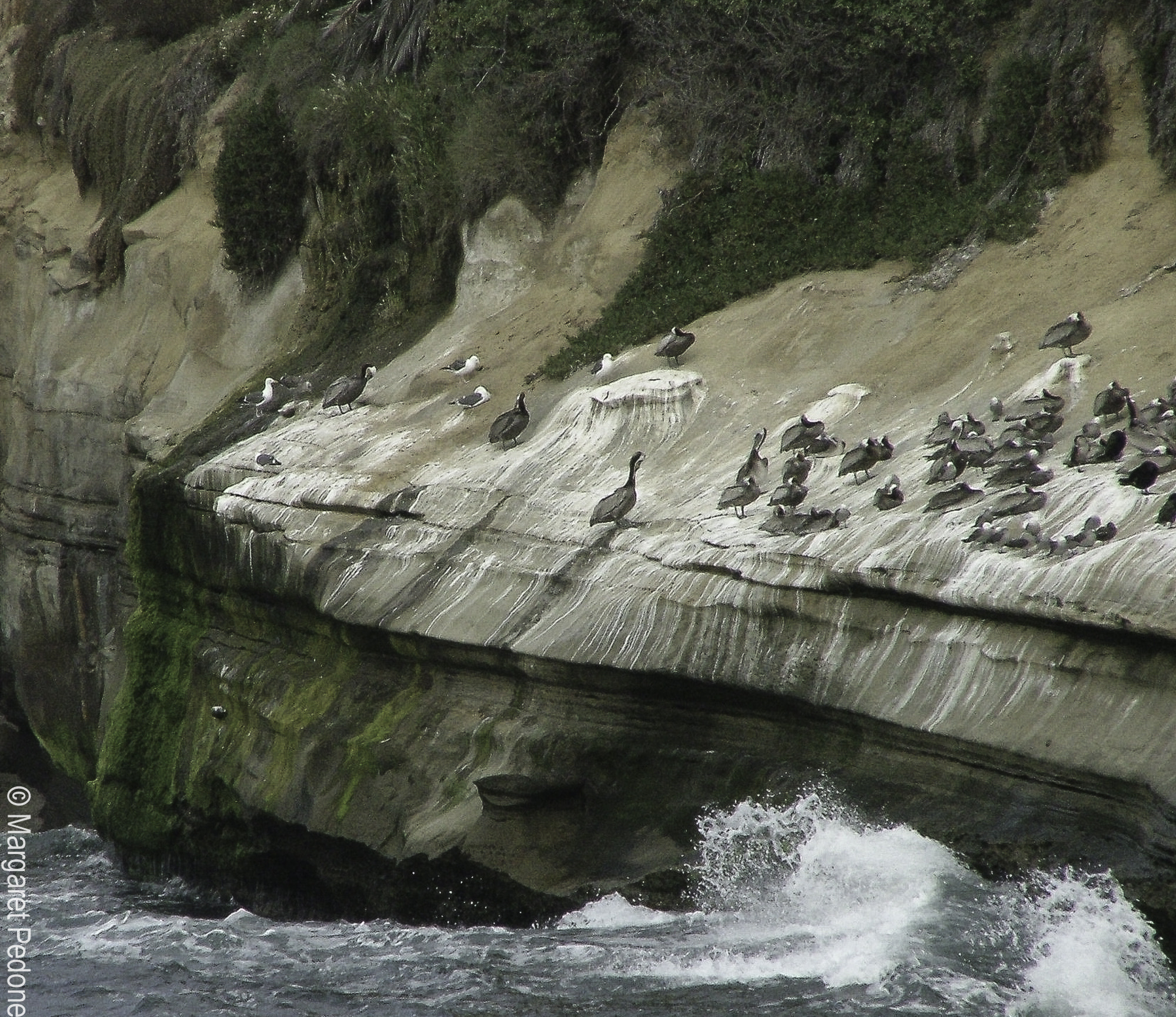 Fujifilm FinePix S5000 sample photo. La jolla photography