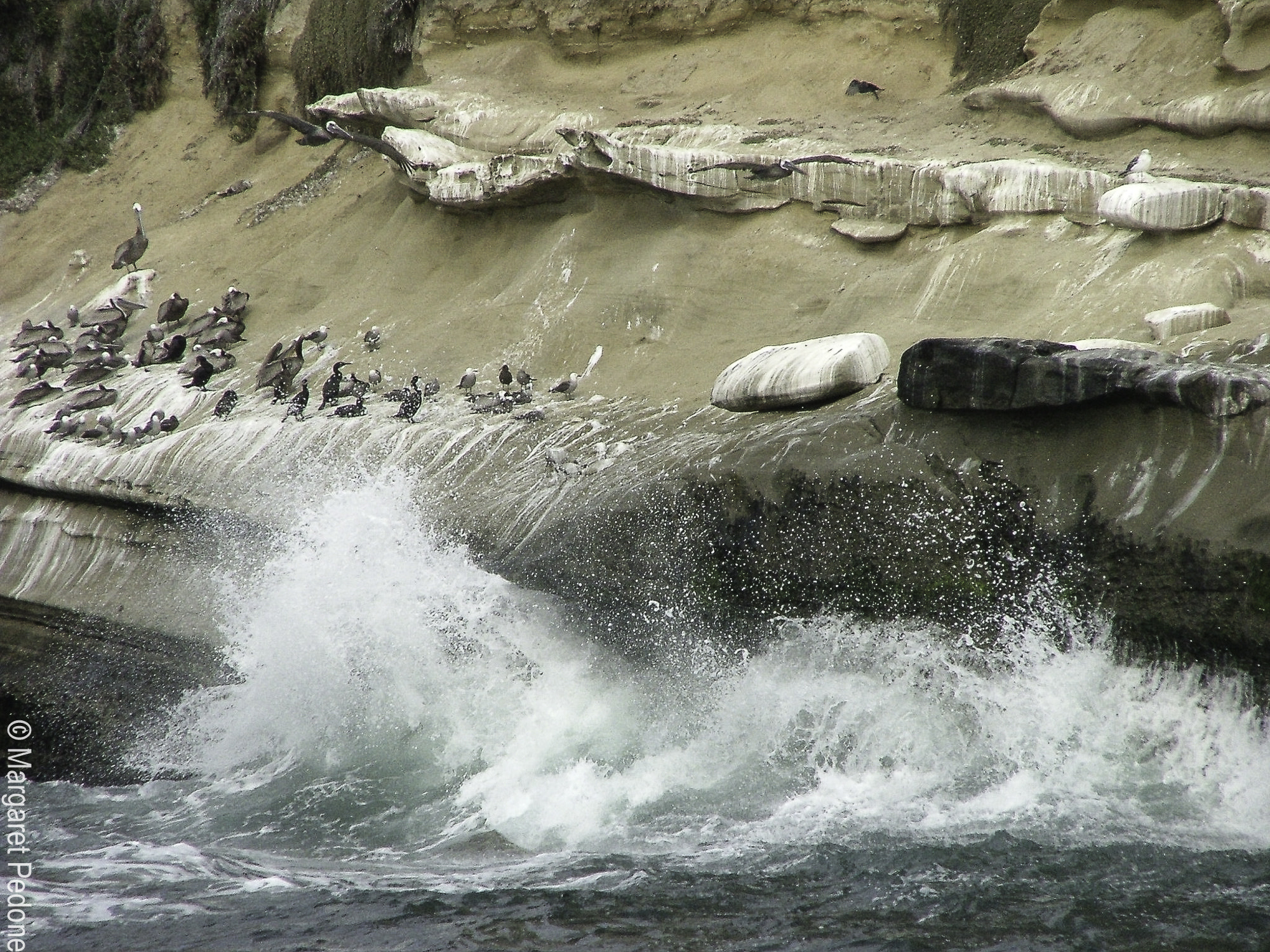 Fujifilm FinePix S5000 sample photo. La jolla photography