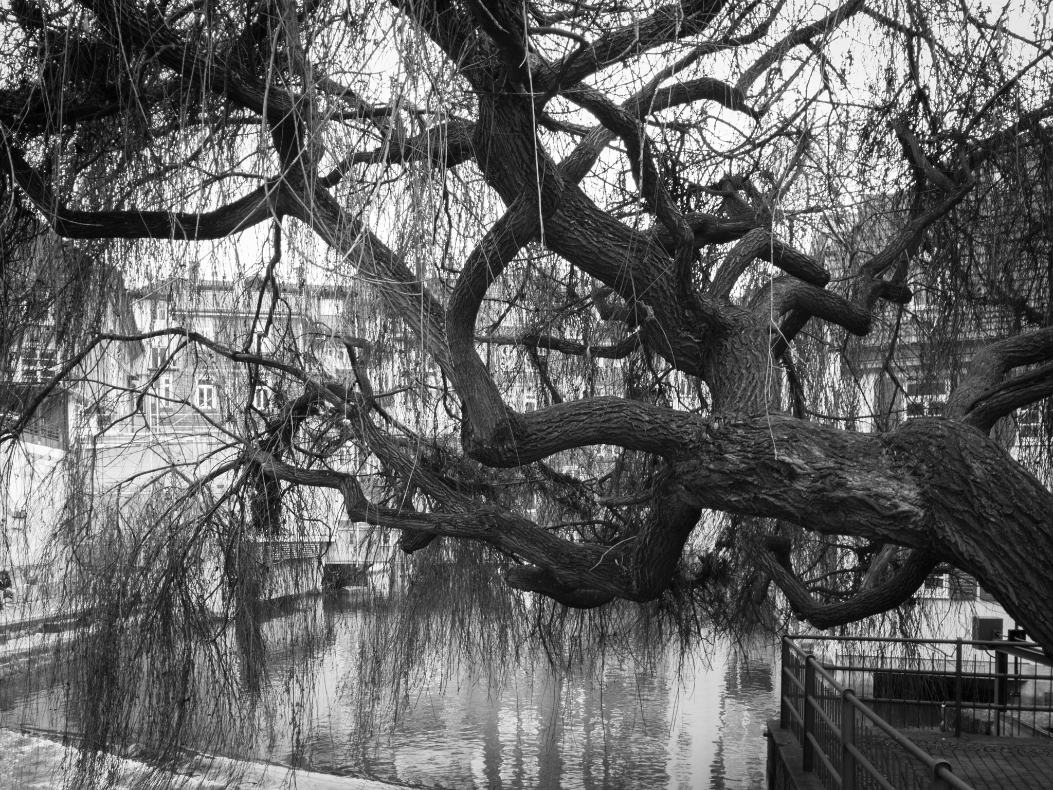 iPhone 7 Plus back camera 3.99mm f/1.8 sample photo. Ornate tree photography