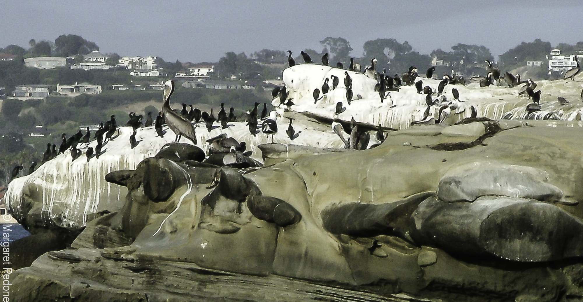 Fujifilm FinePix S5000 sample photo. La jolla photography