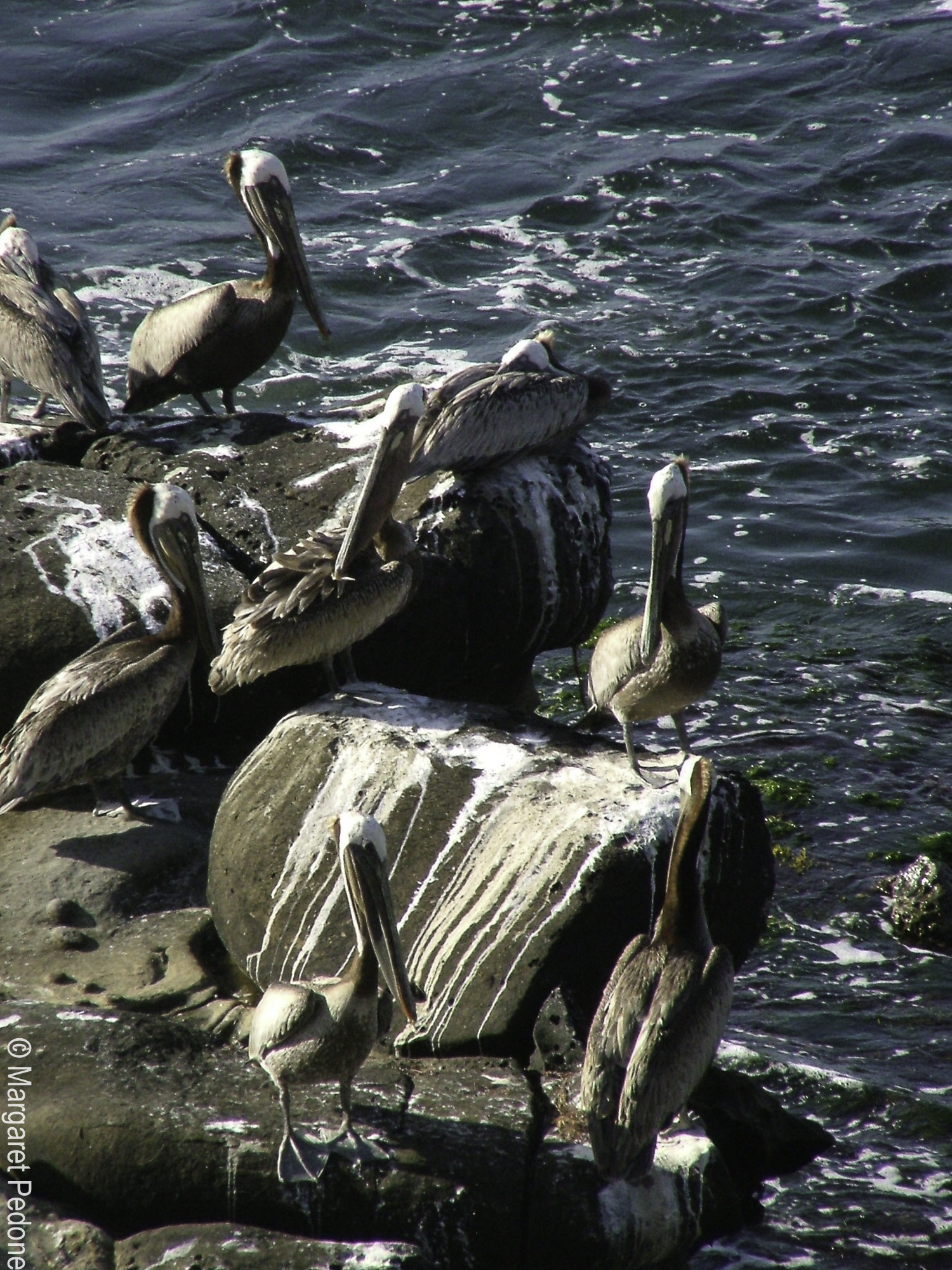 Fujifilm FinePix S5000 sample photo. La jolla photography