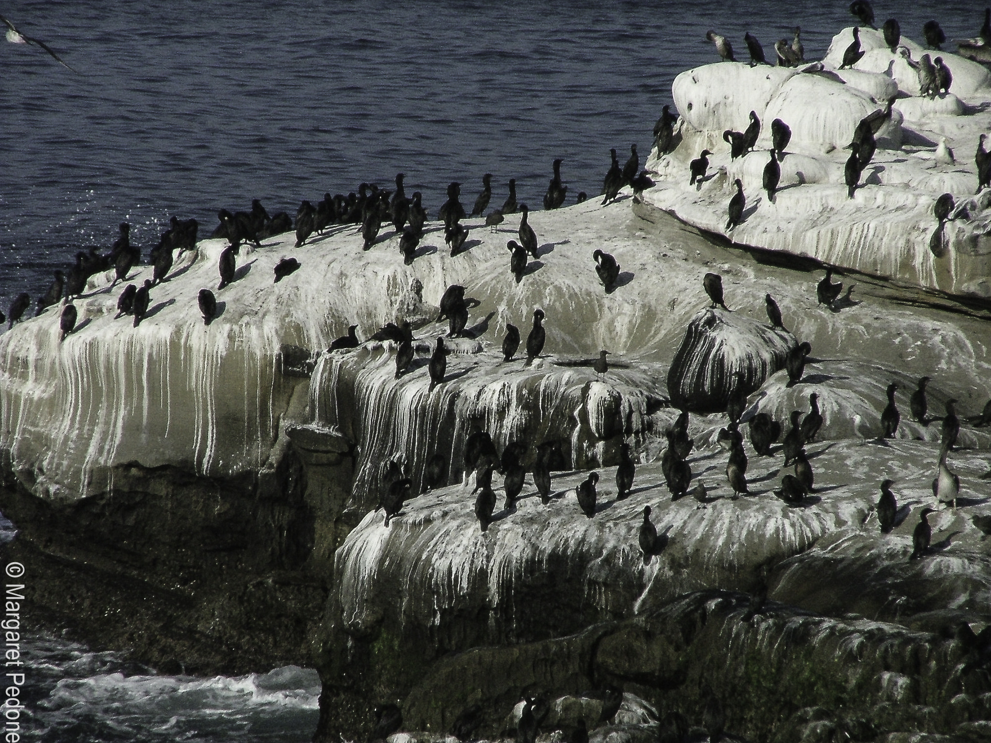 Fujifilm FinePix S5000 sample photo. La jolla photography