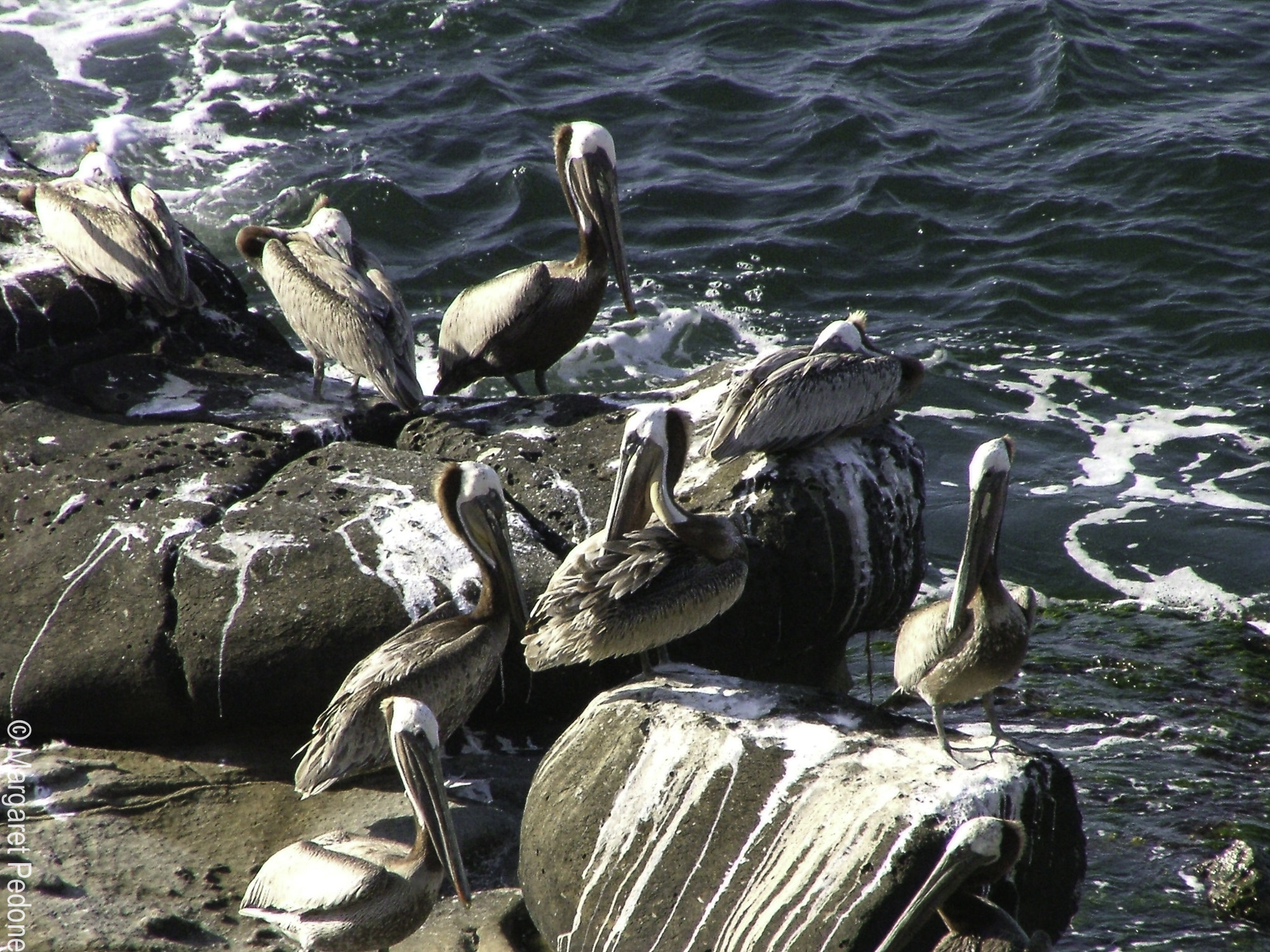 Fujifilm FinePix S5000 sample photo. La jolla photography