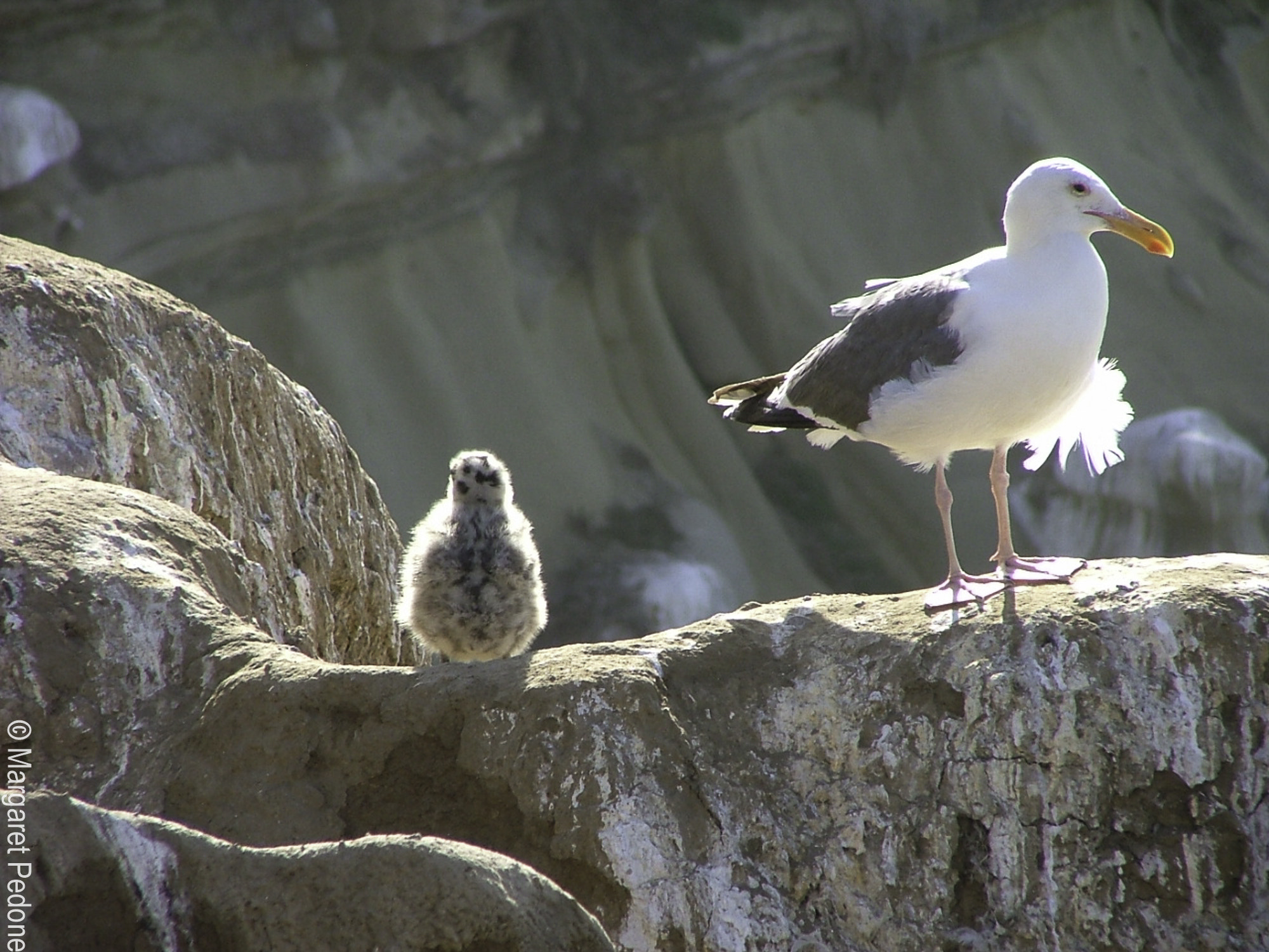 Fujifilm FinePix S5000 sample photo. La jolla photography