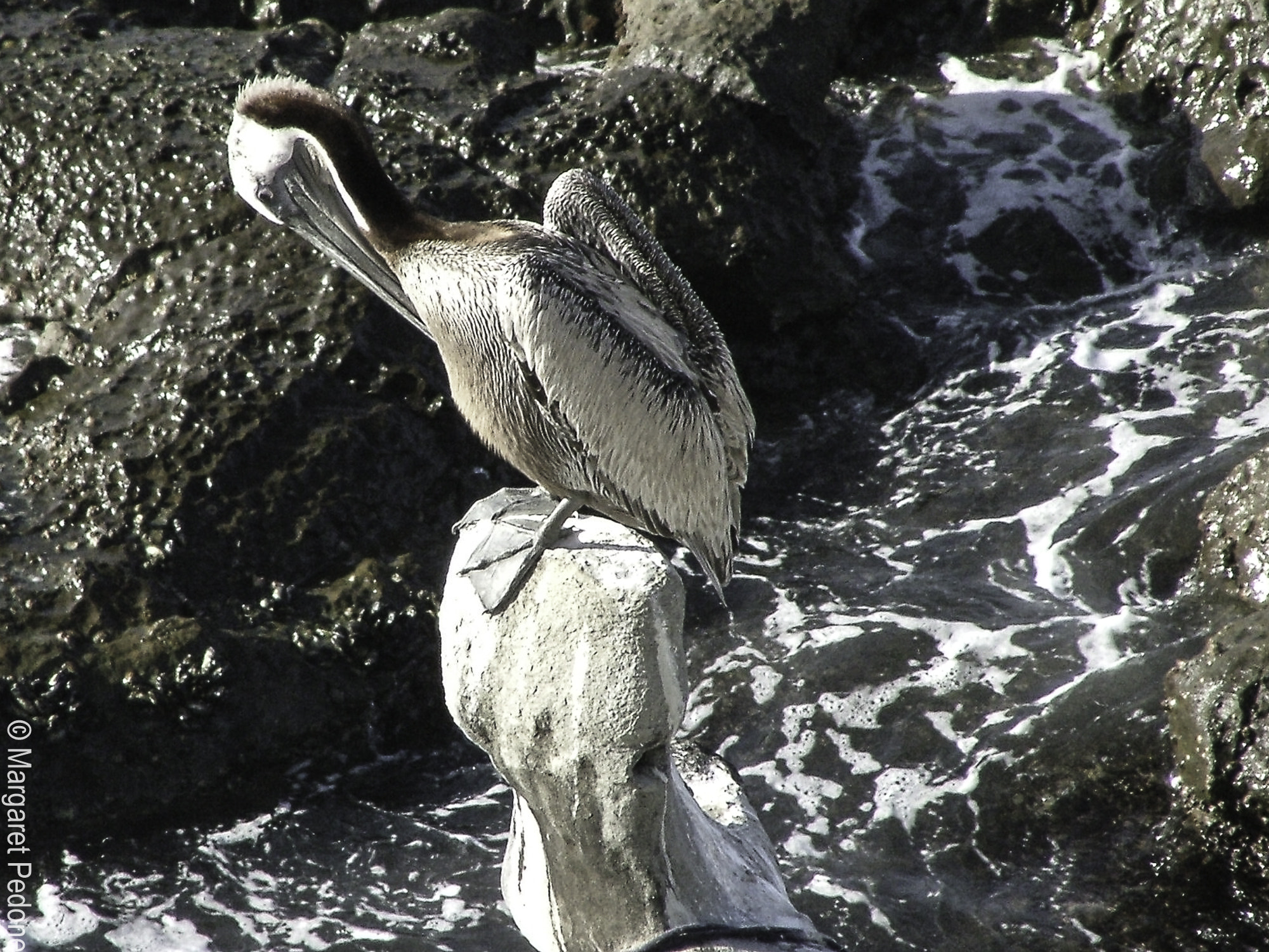 Fujifilm FinePix S5000 sample photo. La jolla photography