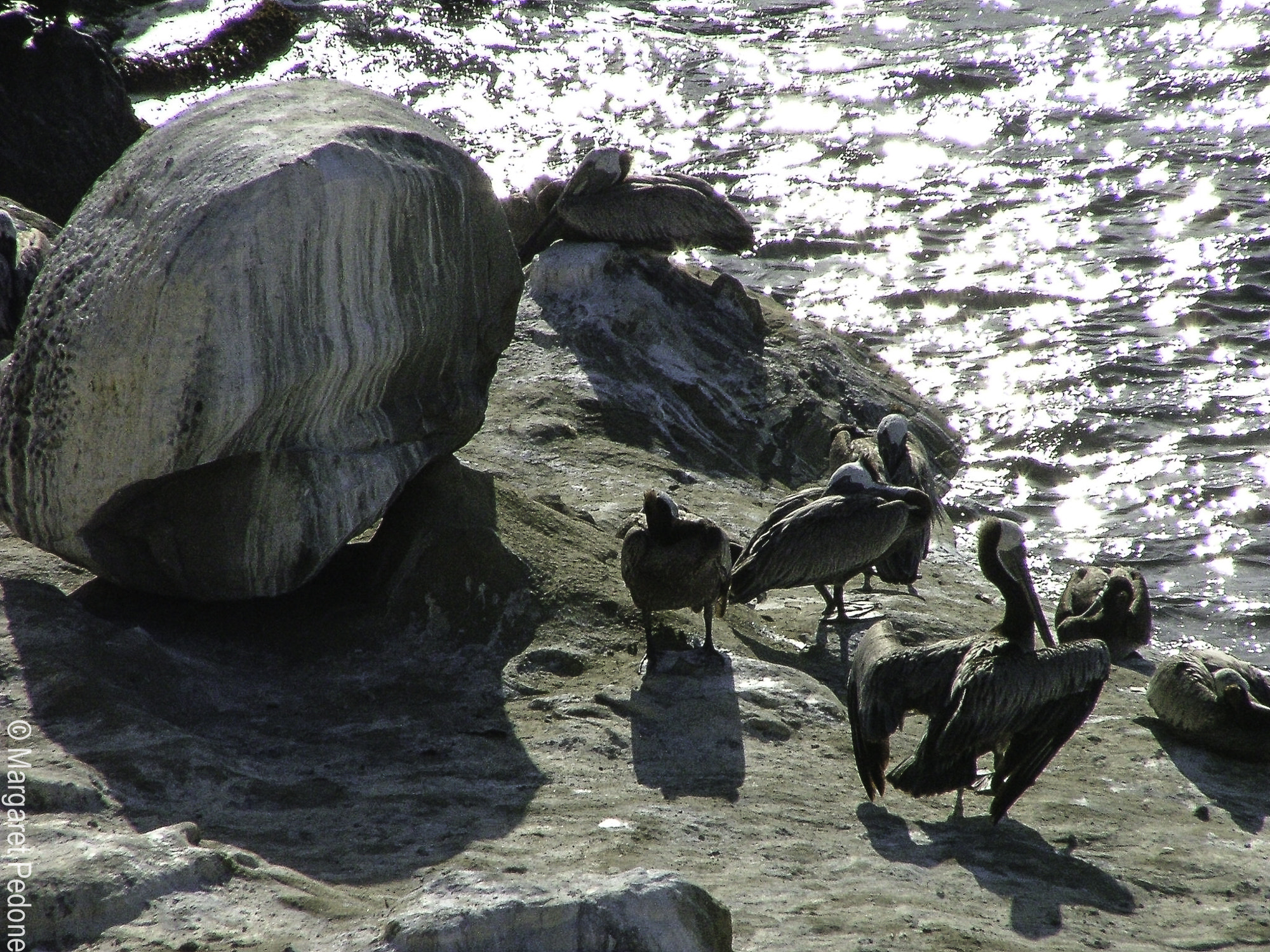 Fujifilm FinePix S5000 sample photo. La jolla photography