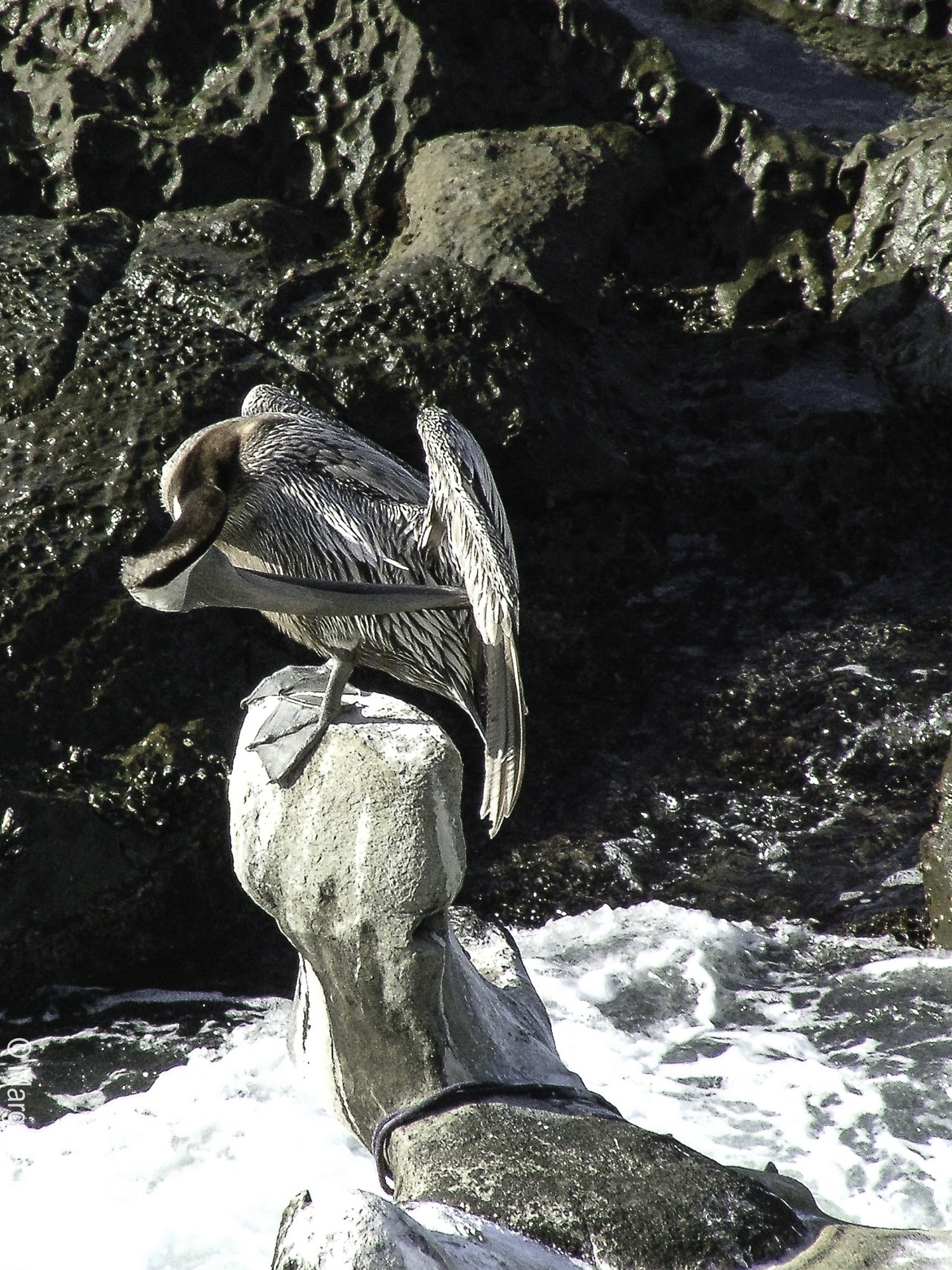 Fujifilm FinePix S5000 sample photo. La jolla photography