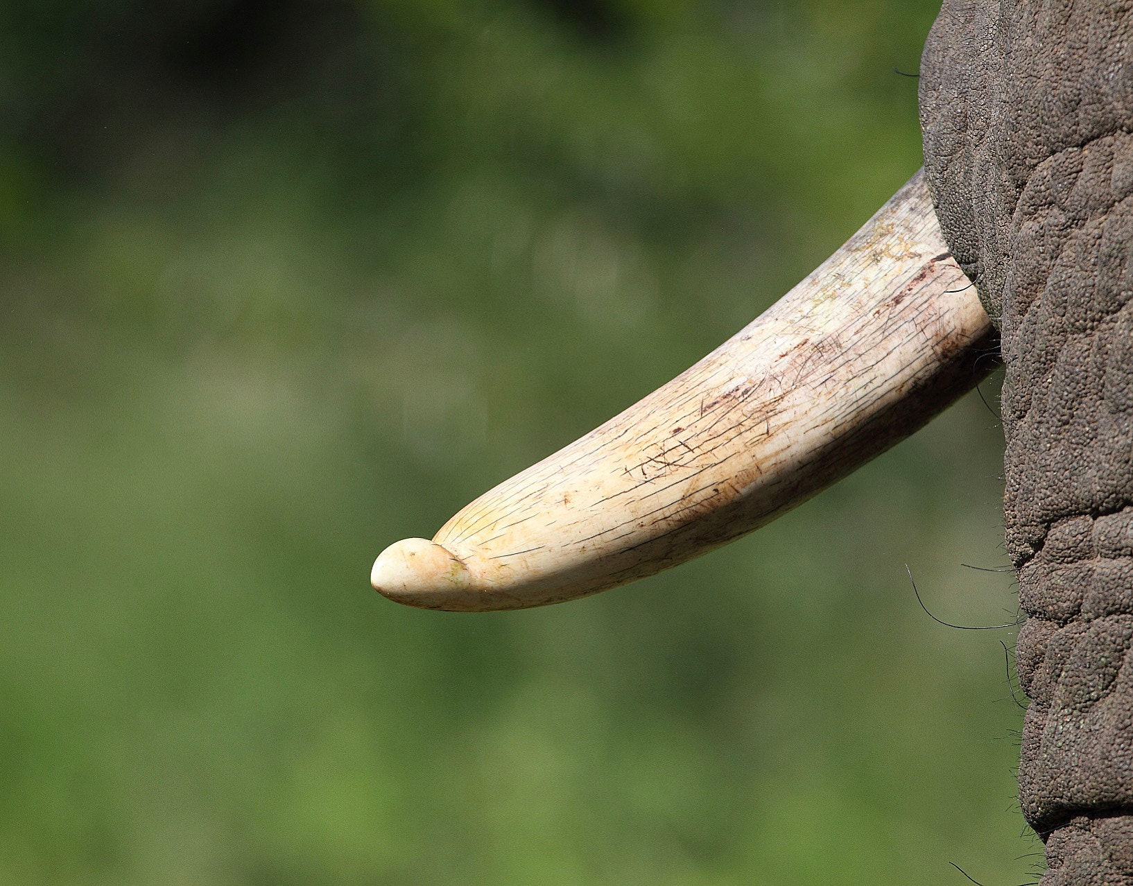 Canon EOS 7D + Canon EF 300mm F2.8L IS USM sample photo. A different look at an elephants tusk. photography