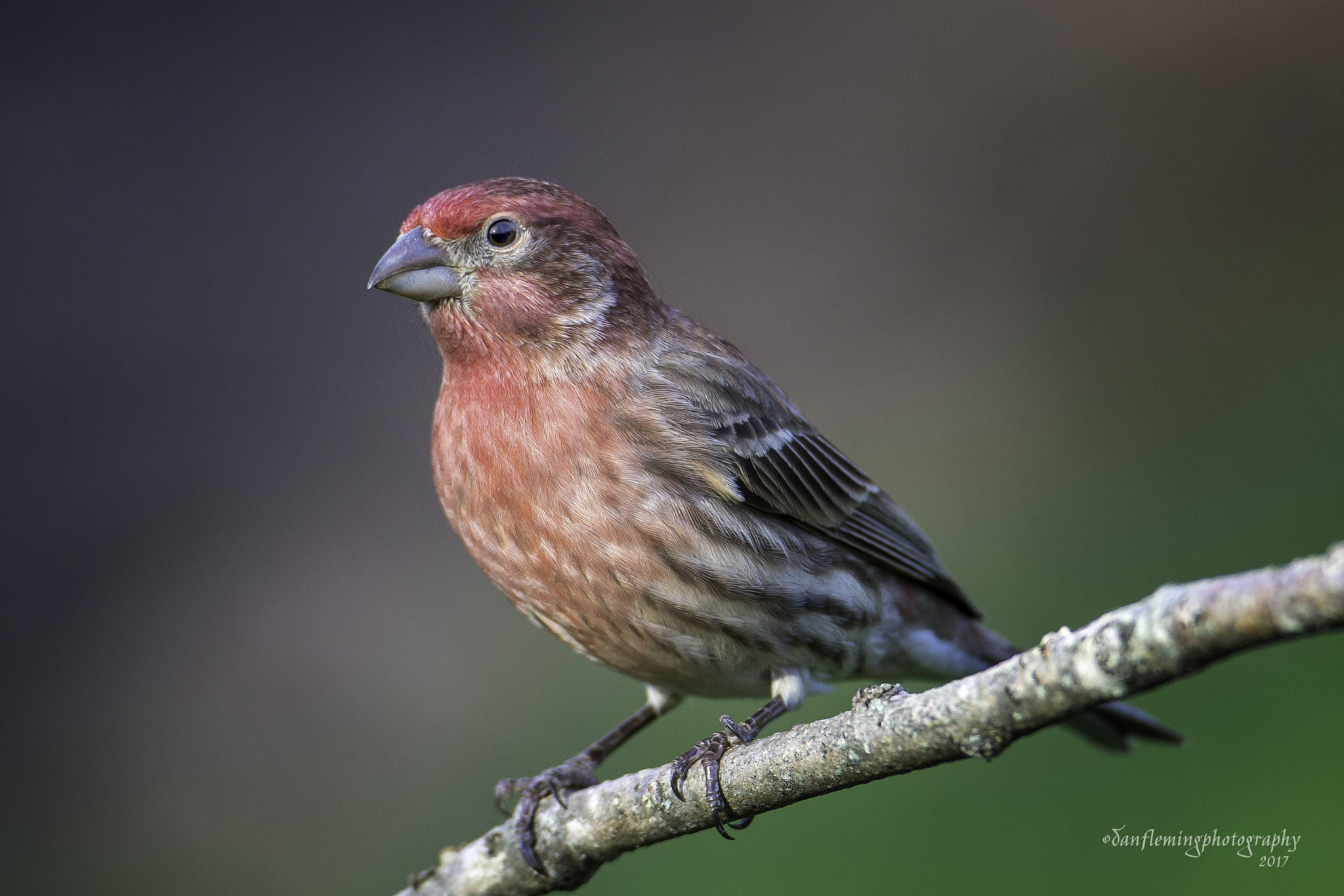 Canon EOS-1D X + Canon EF 600mm f/4L IS sample photo. House finch photography