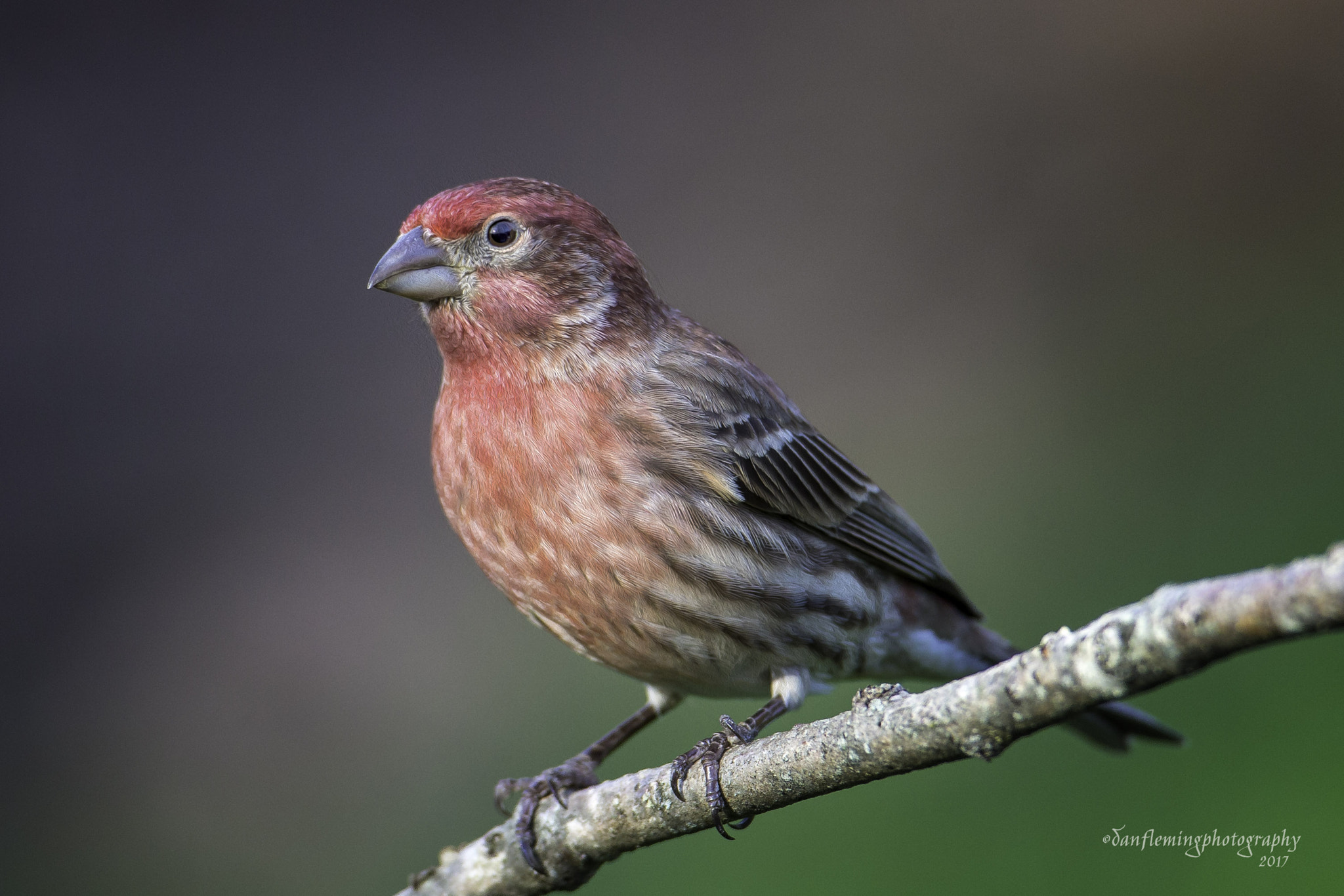 Canon EOS-1D X sample photo. House finch photography