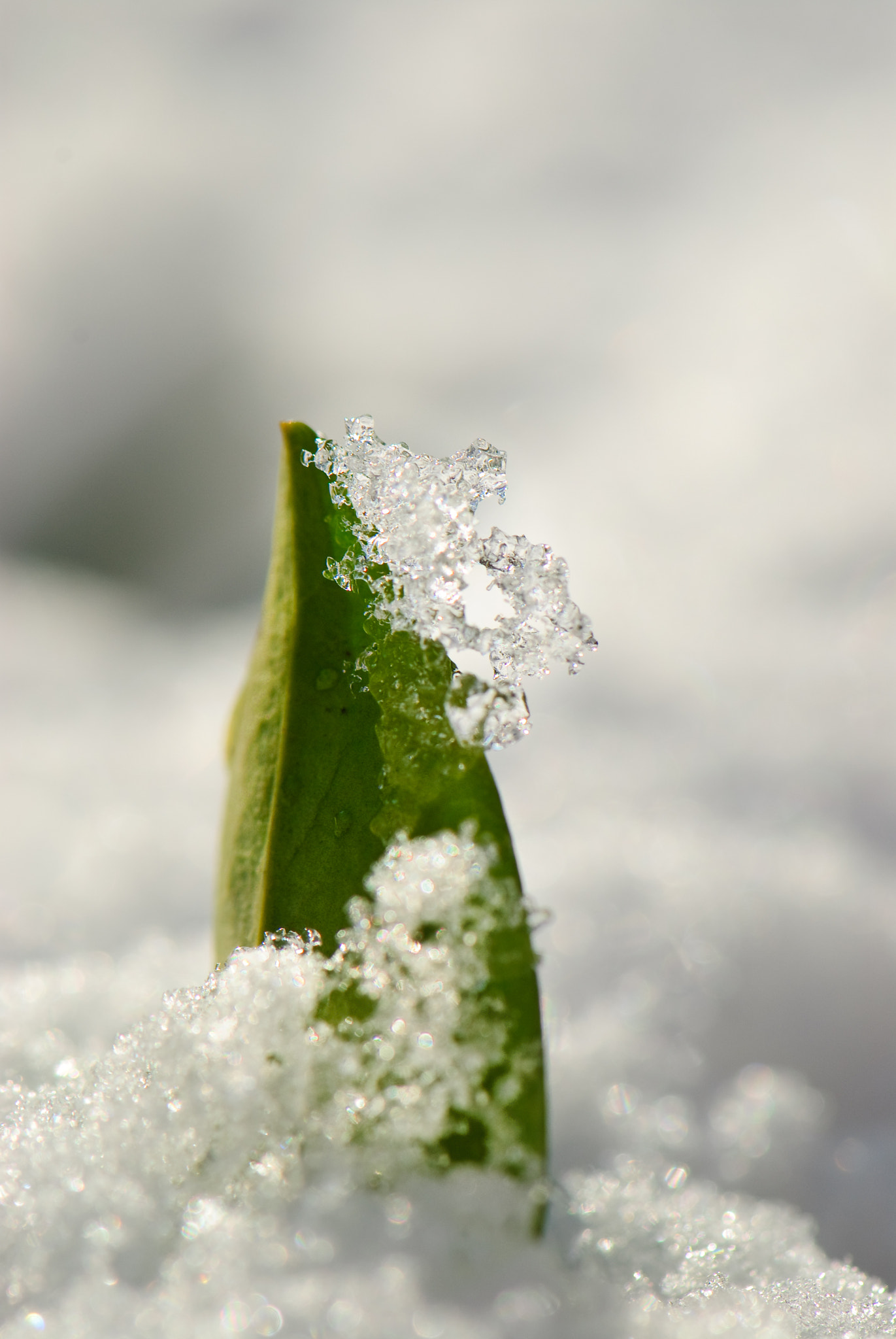 Nikon AF-S Micro-Nikkor 105mm F2.8G IF-ED VR sample photo. Leaf photography