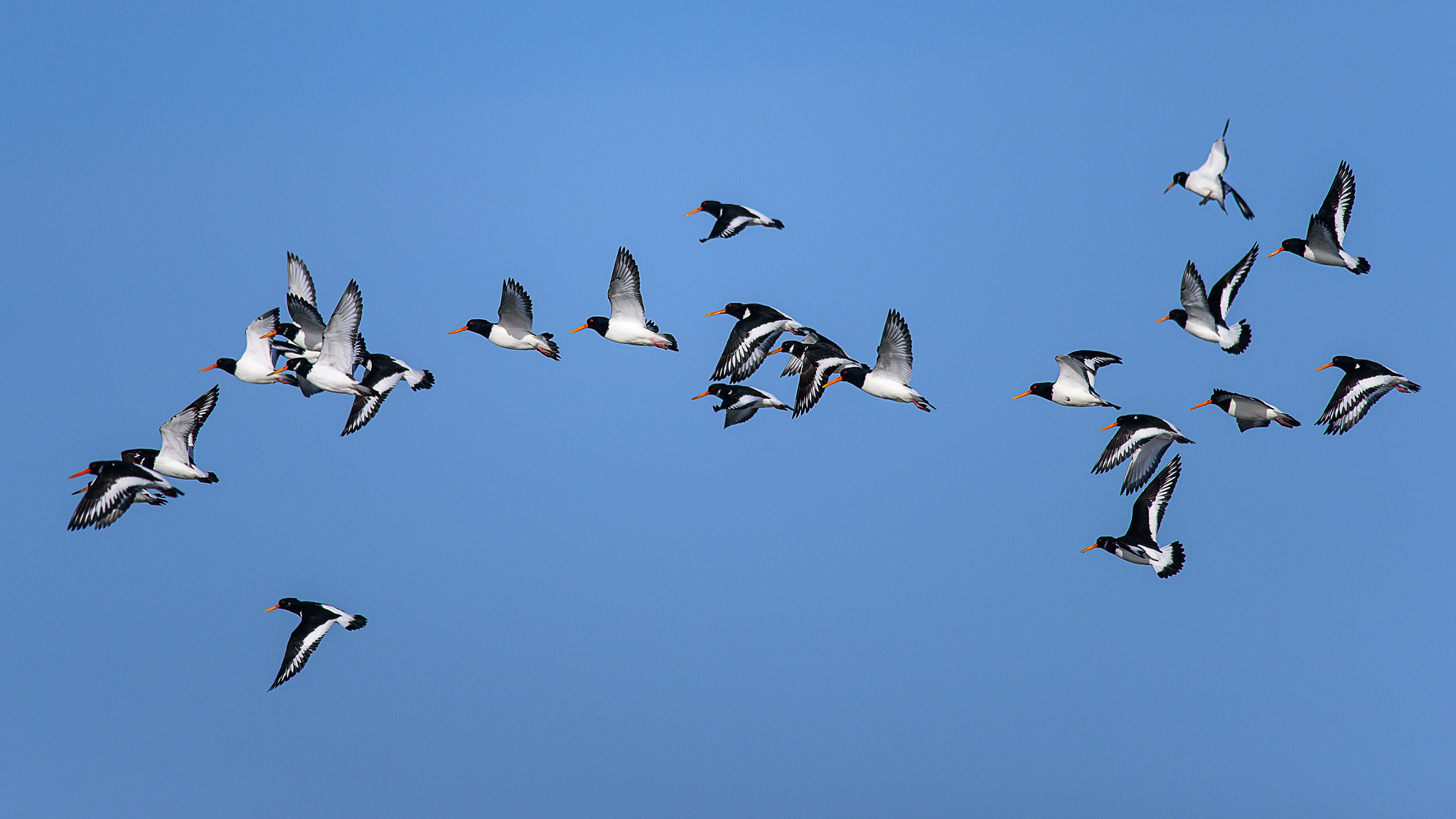 Nikon D750 + Nikon AF-S Nikkor 300mm F4D ED-IF sample photo. The beautiful flock photography