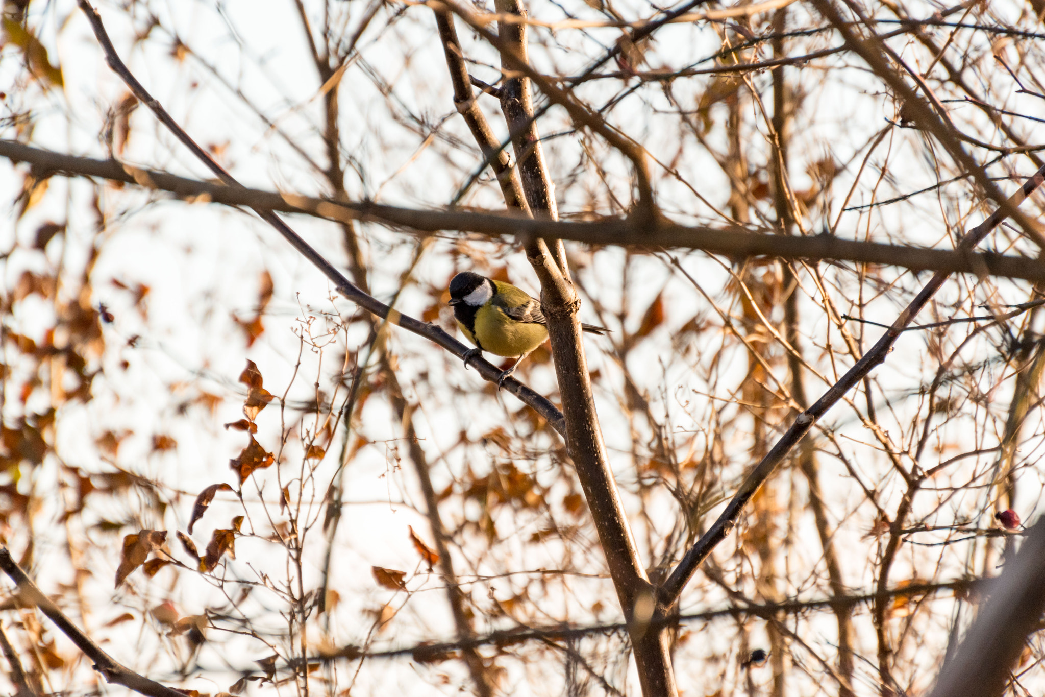 Nikon D5500 sample photo. Paridae photography
