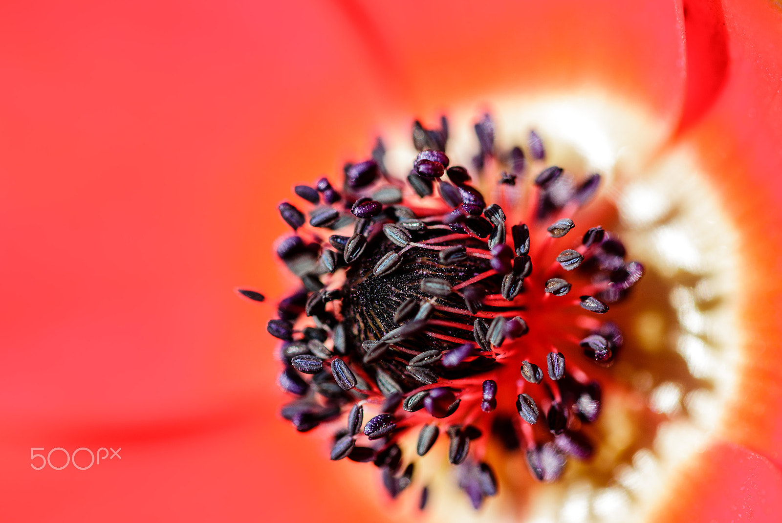 Canon EF 100mm F2.8L Macro IS USM sample photo. Inside an anemone photography