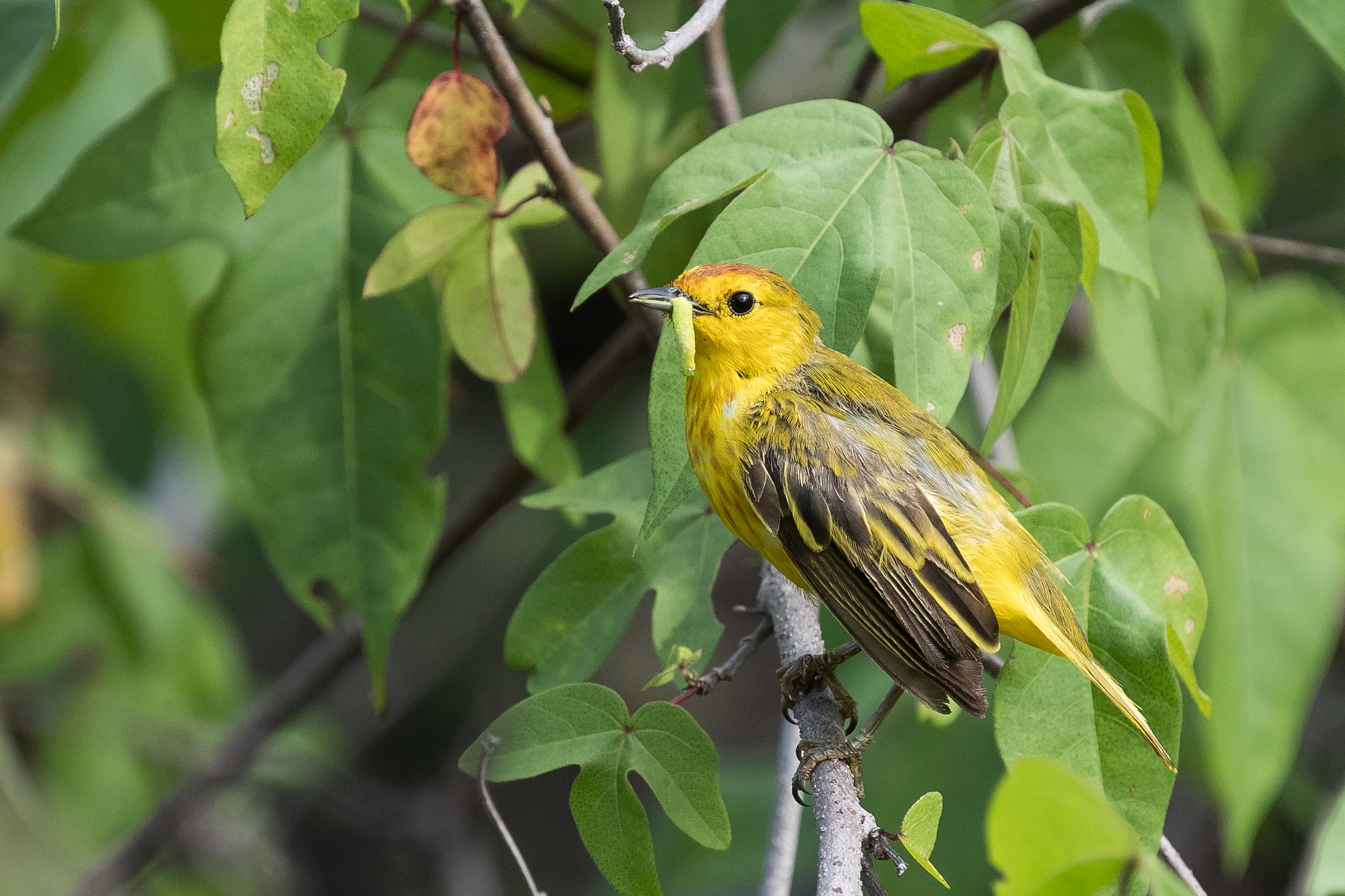 Canon EOS-1D X Mark II sample photo. Galapagos photography