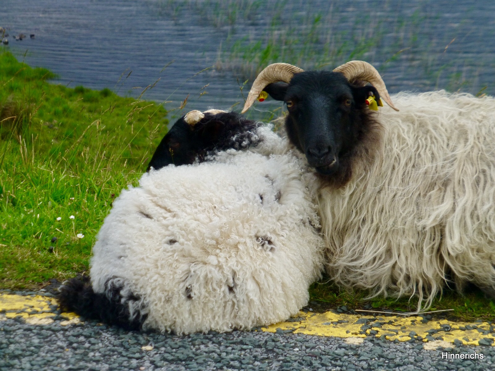 Panasonic DMC-TZ31 sample photo. Black sheep in irland photography