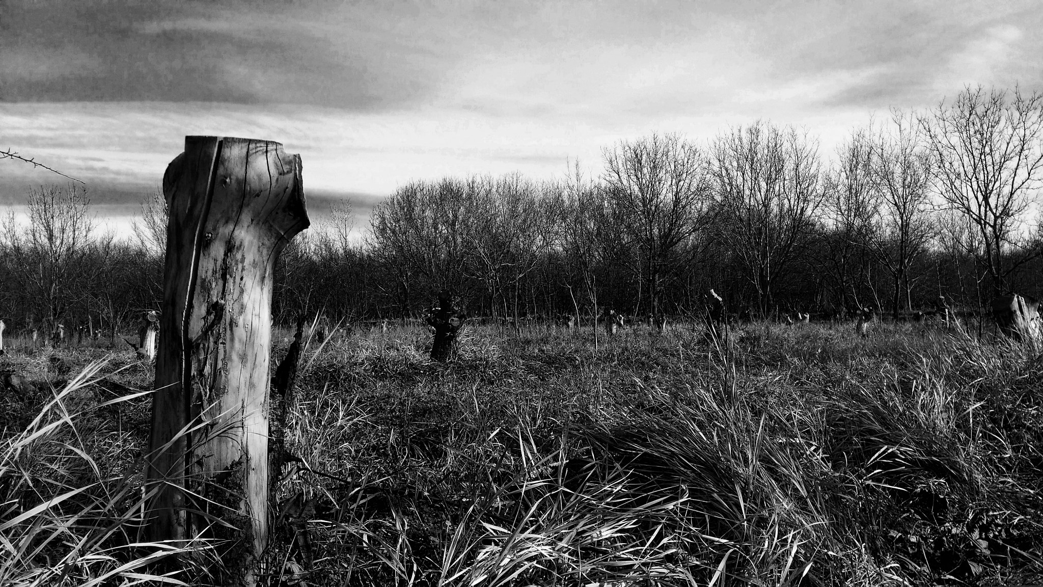 HUAWEI G7-L01 sample photo. Cemetery photography
