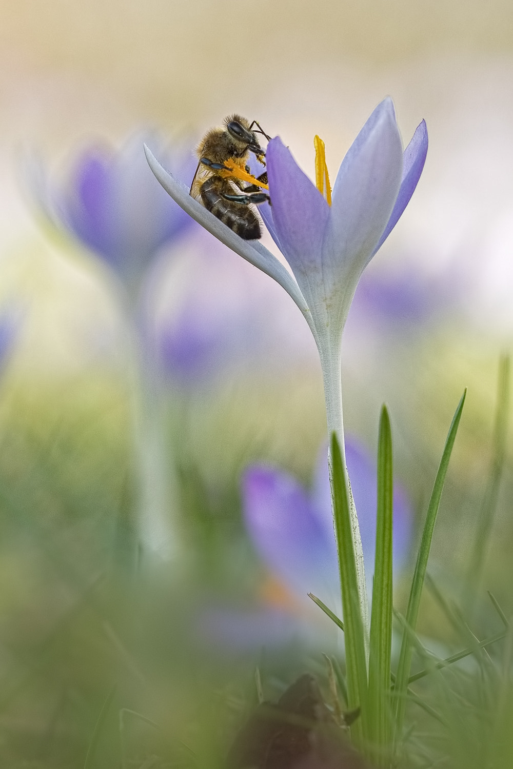 Sigma 150mm f/2.8 EX DG OS HSM APO Macro sample photo. Spring wakes up photography