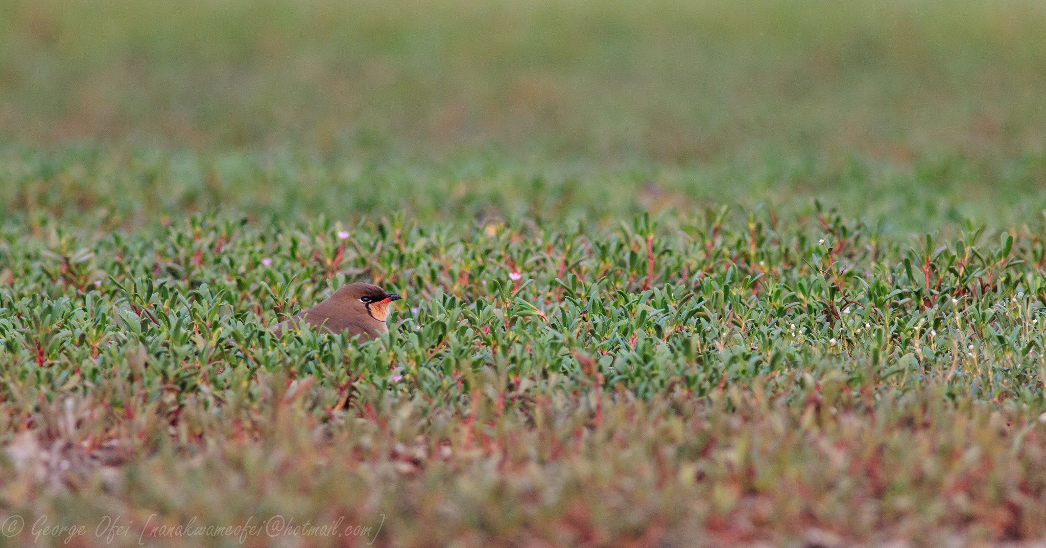 Canon EF 400mm F5.6L USM sample photo. Collared pratincole  photography