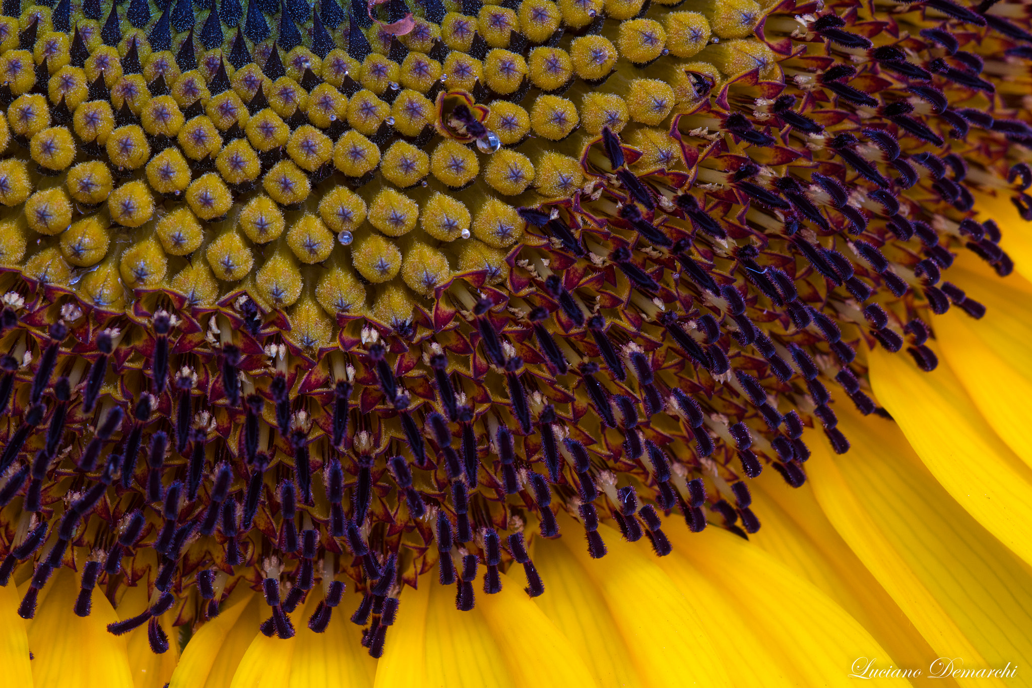Canon EF 100mm F2.8 Macro USM sample photo. Girassol photography