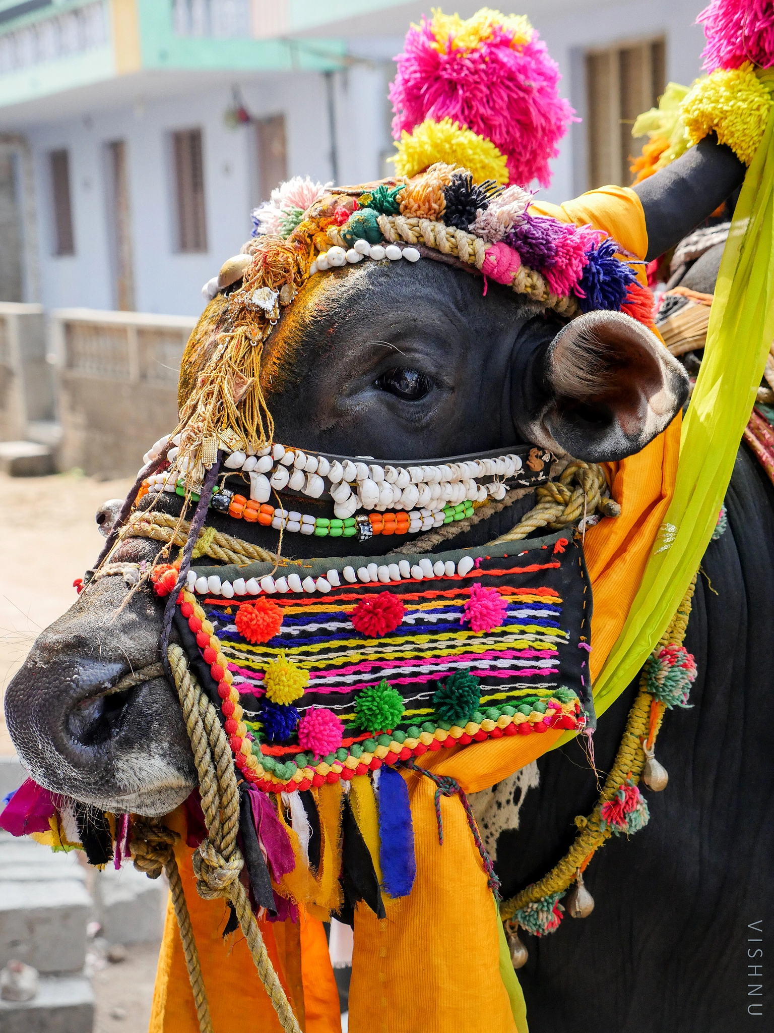 Panasonic Lumix G X Vario 12-35mm F2.8 ASPH Power OIS sample photo. Pongal photography