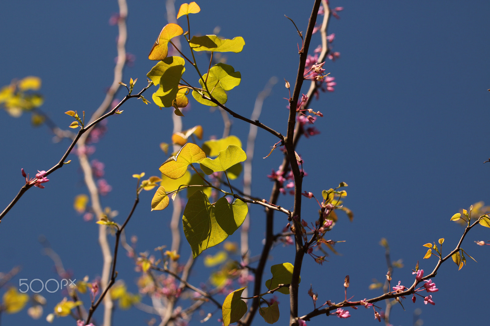 Canon EF 100mm F2.8L Macro IS USM sample photo. Spring 3181 photography