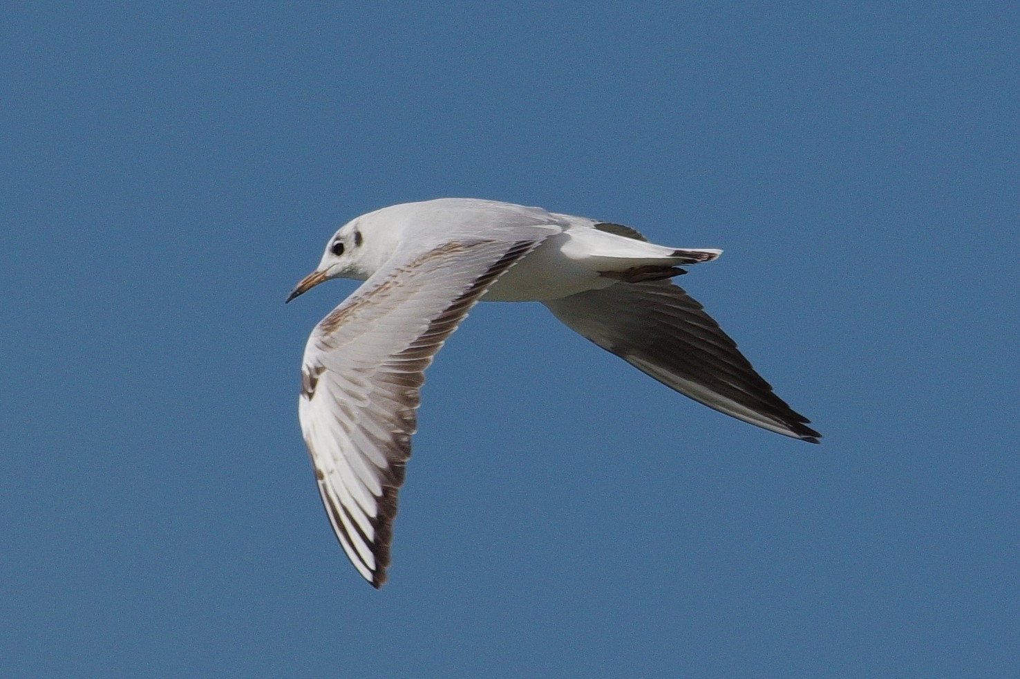 smc PENTAX-F* 300mm F4.5 ED[IF] sample photo