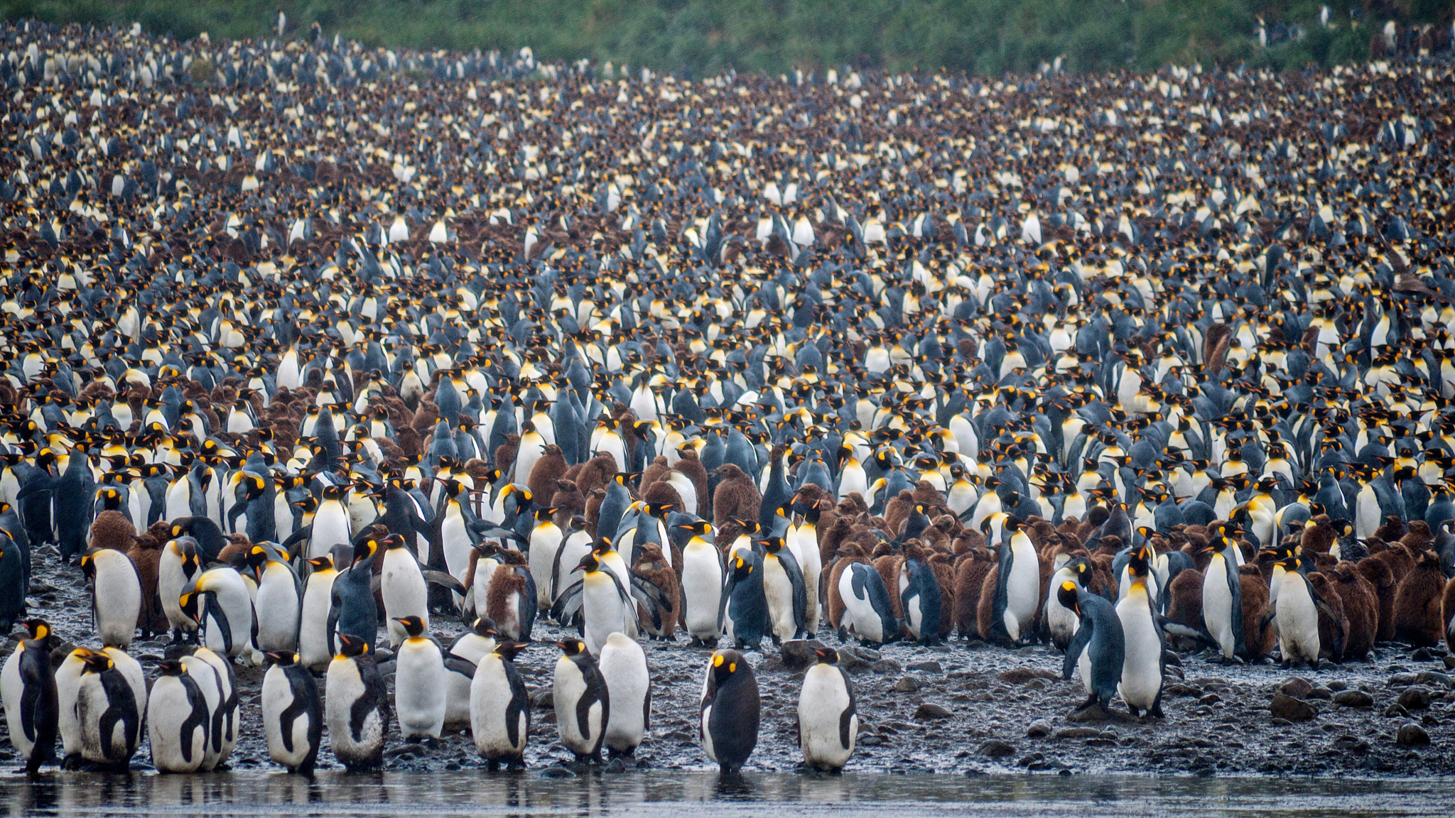 Panasonic Lumix DMC-GF1 + Panasonic Lumix G Vario 100-300mm F4-5.6 OIS sample photo. The penguin congress photography