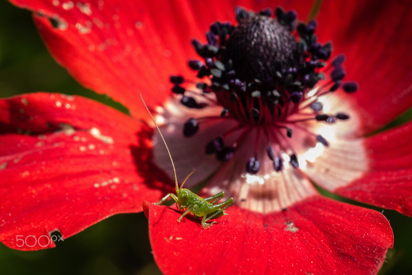Canon EF 100mm F2.8L Macro IS USM sample photo. Little green visitor photography