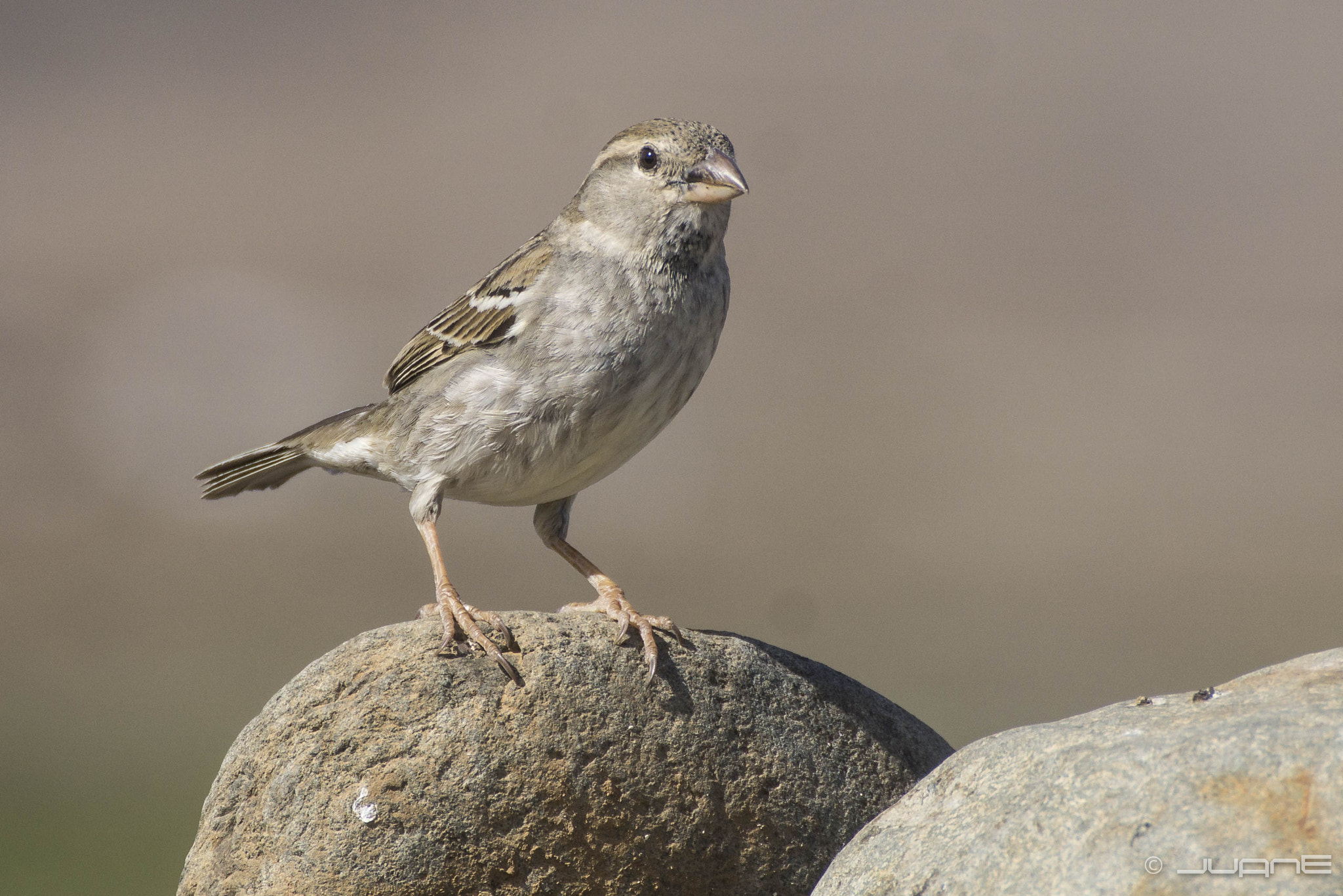 Tamron SP 70-300mm F4-5.6 Di USD sample photo. Gorrion moruno (passer hispaniolensis) photography