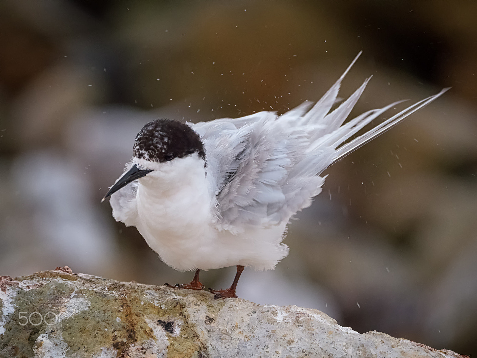 Panasonic Lumix DMC-GH4 + LEICA DG 100-400/F4.0-6.3 sample photo. White fronted tern photography