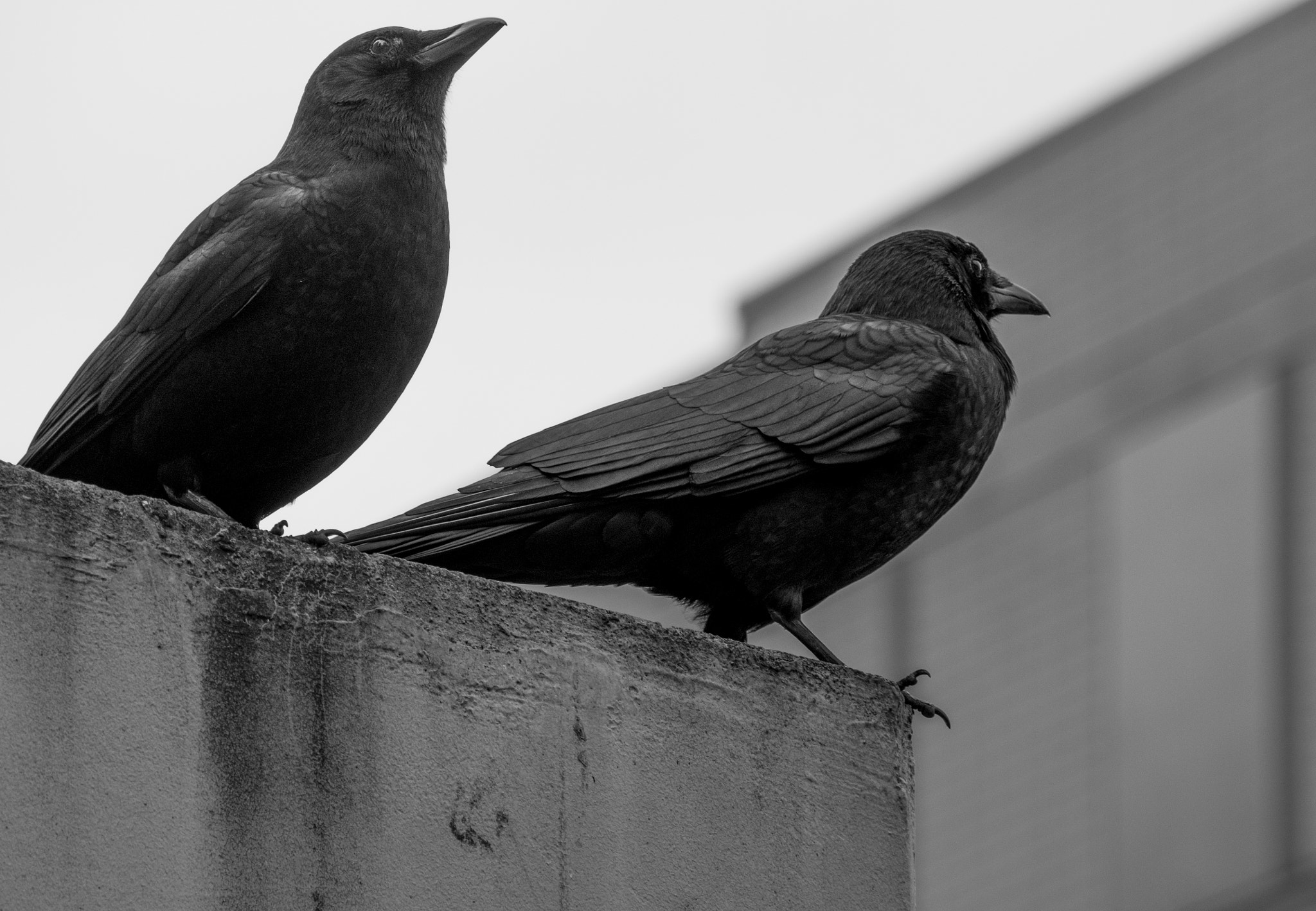 Olympus OM-D E-M1 sample photo