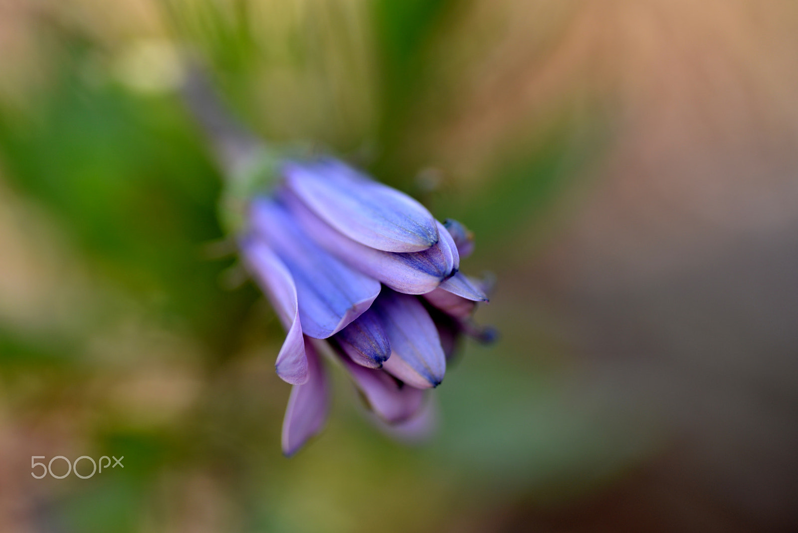 Nikon D600 sample photo. The sun is spring photography