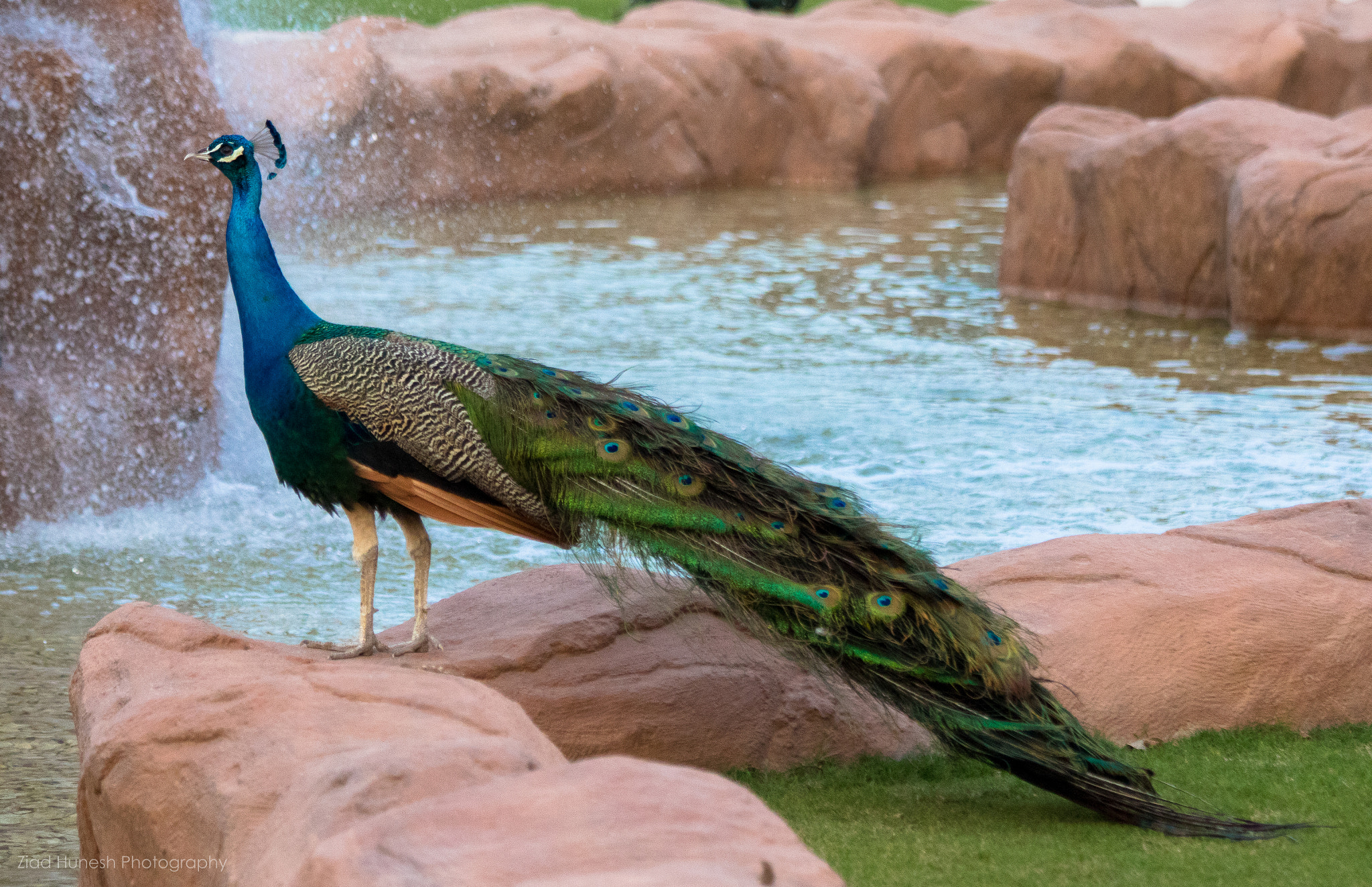 Canon EF 70-300mm F4-5.6 IS USM sample photo. Indian peacock photography