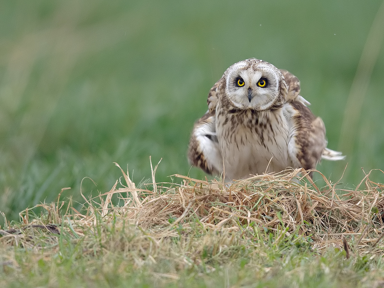Canon EF 600mm F4L IS II USM sample photo. Short-eared owl.  photography