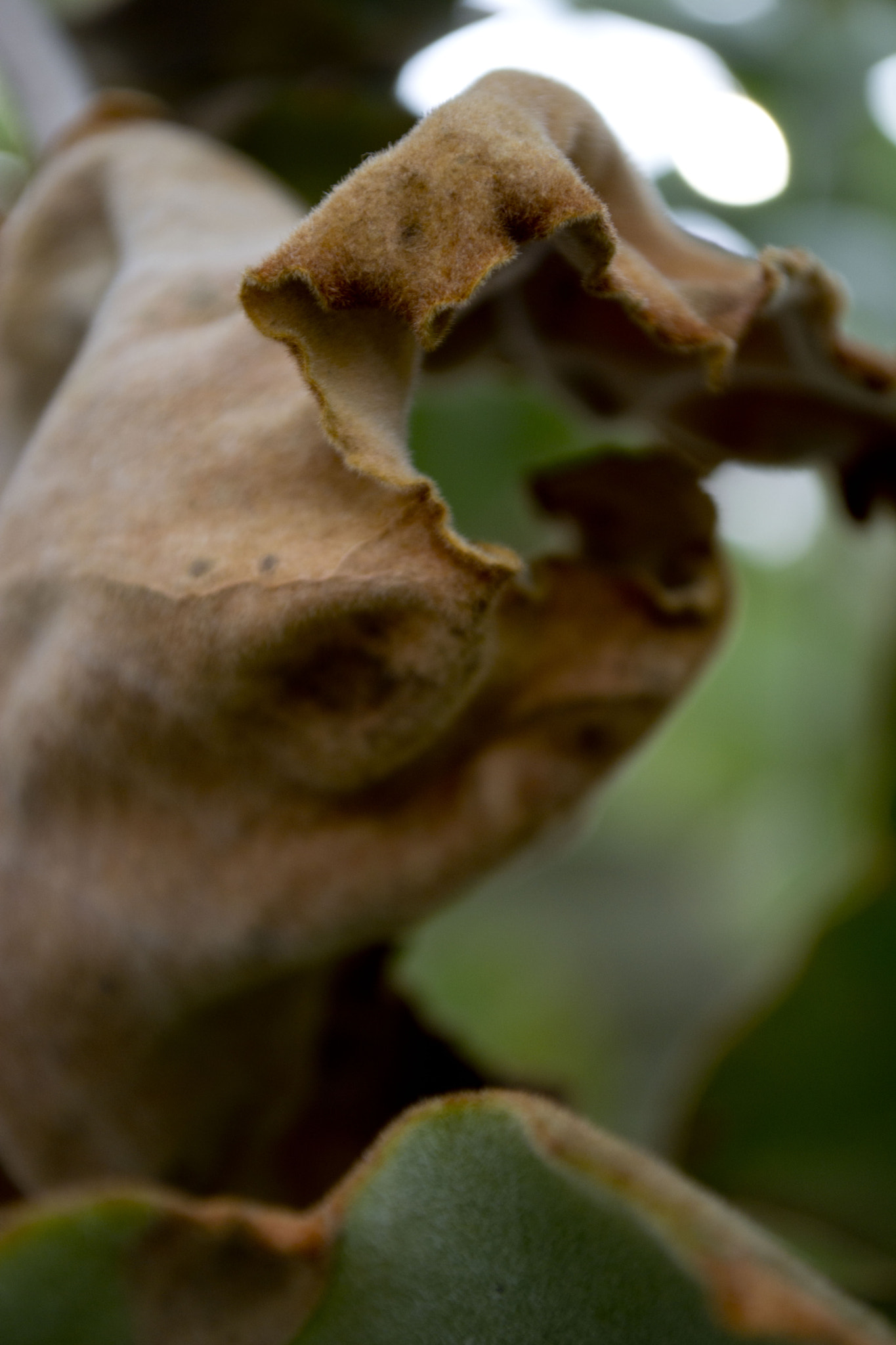 Sigma 120-400mm F4.5-5.6 DG OS HSM sample photo. Phipps photography
