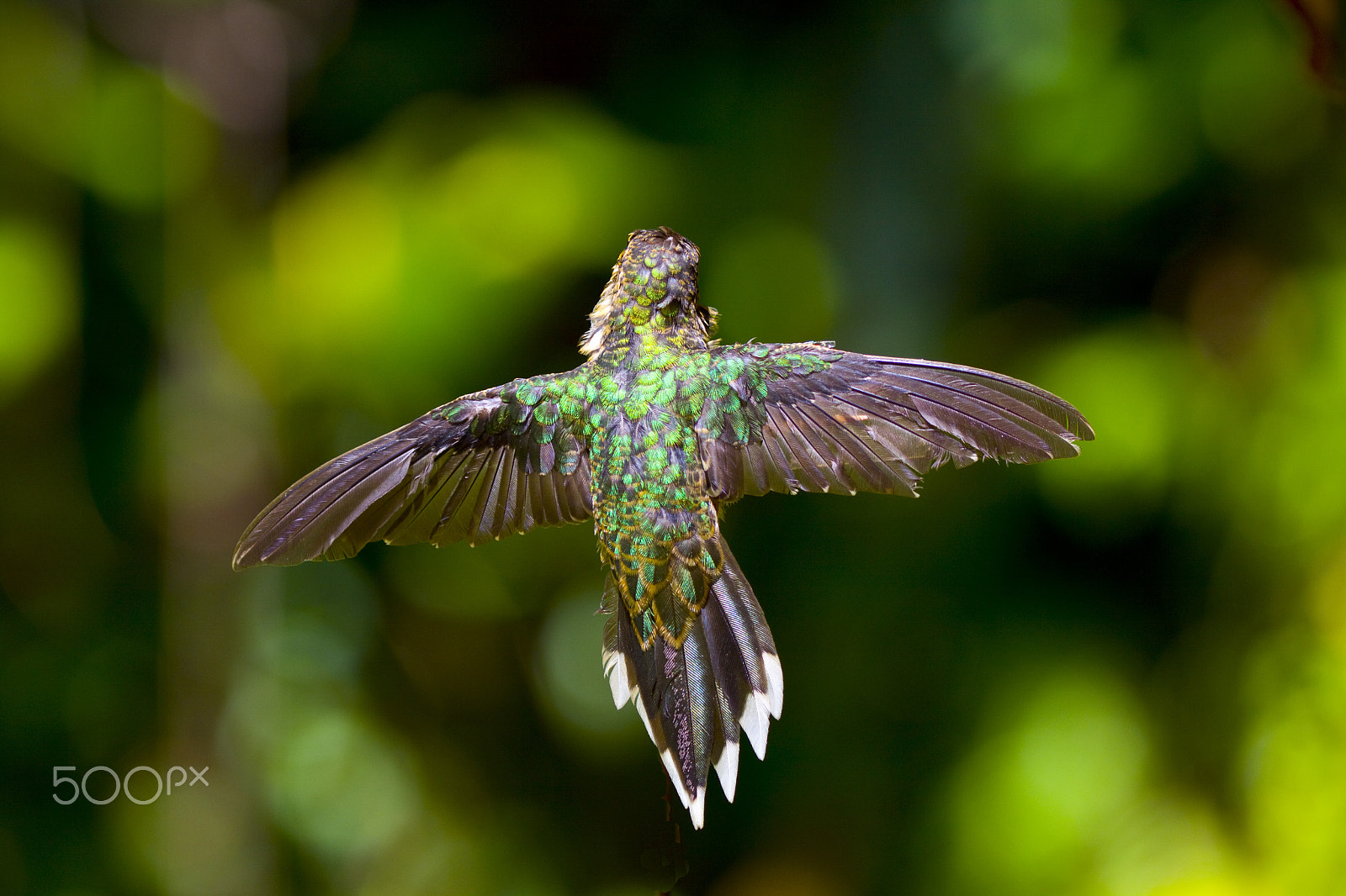 Canon EOS 50D + Canon EF 100-400mm F4.5-5.6L IS USM sample photo. Stopped in flight photography