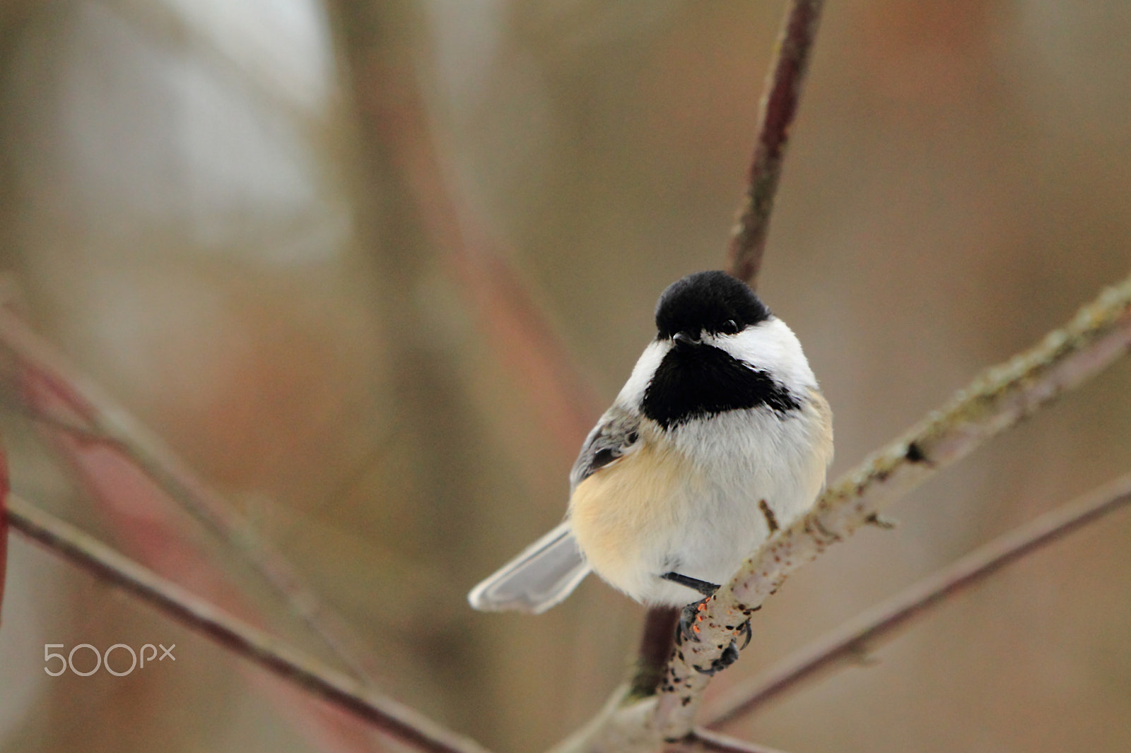 Canon EOS 60D + Canon EF 100-400mm F4.5-5.6L IS USM sample photo. Black-capped chickadee photography