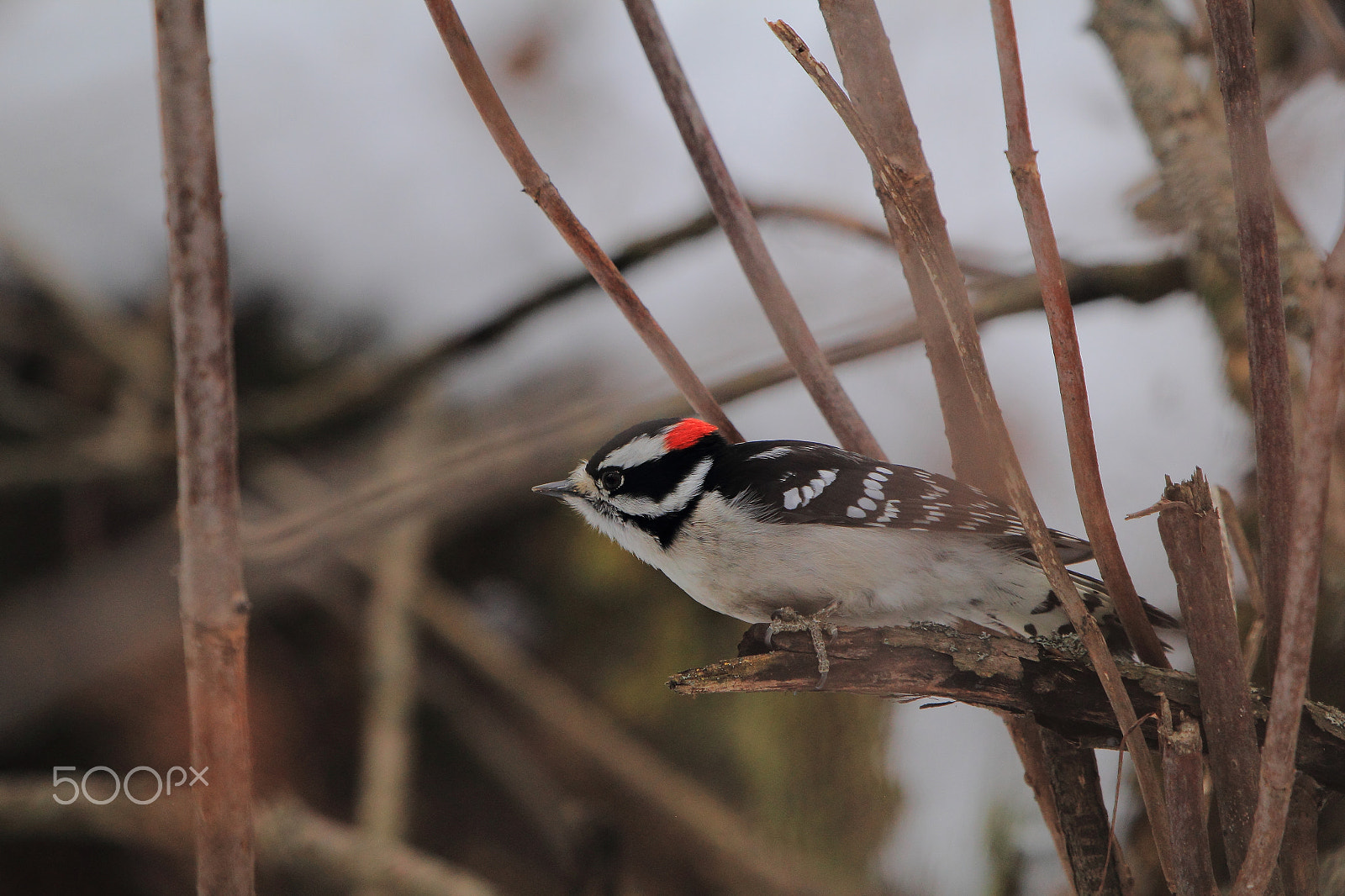 Canon EF 100-400mm F4.5-5.6L IS USM sample photo. Downy woodpecker photography