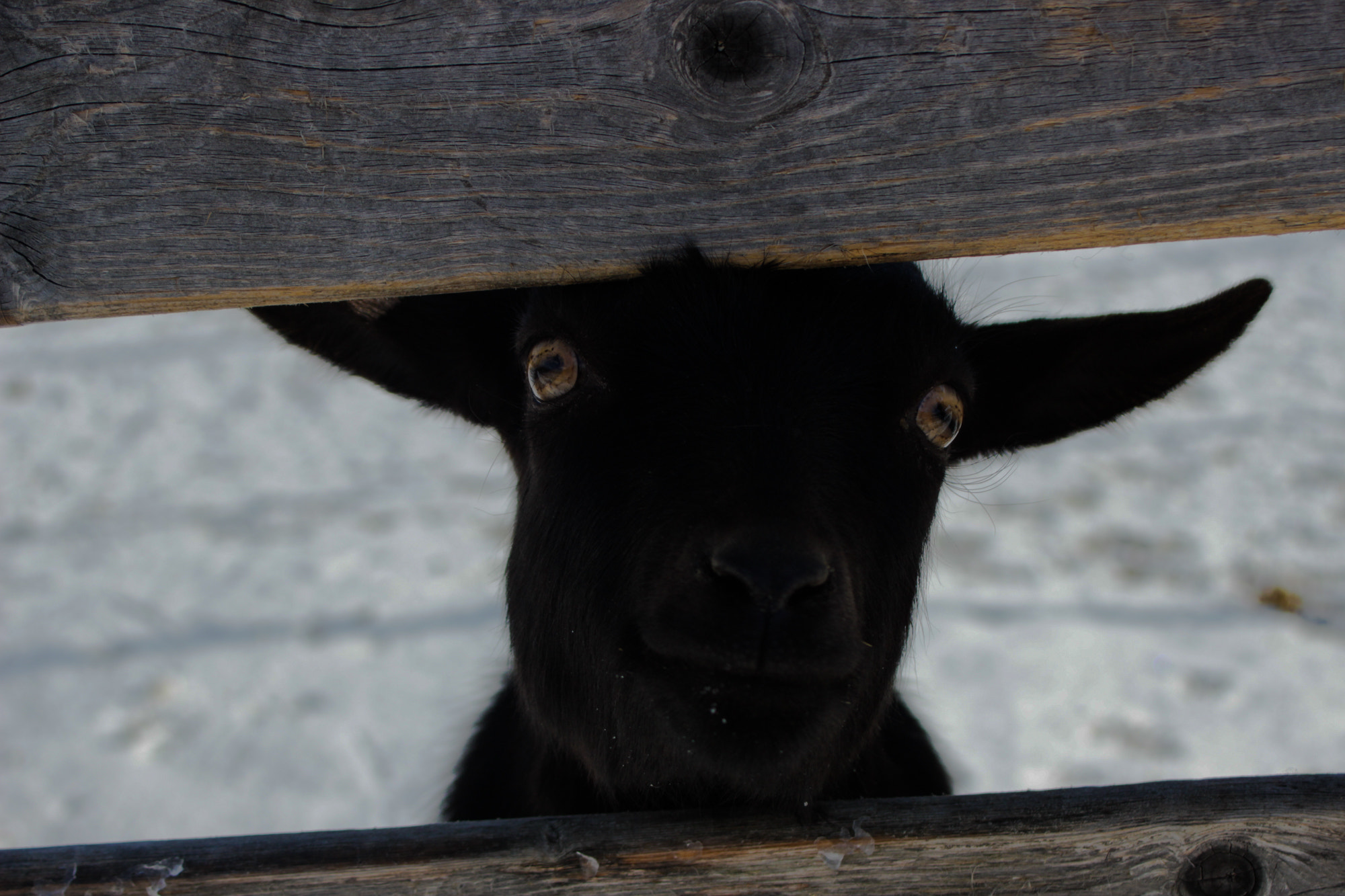 Canon EF 28-80mm f/3.5-5.6 sample photo. Zoo photography
