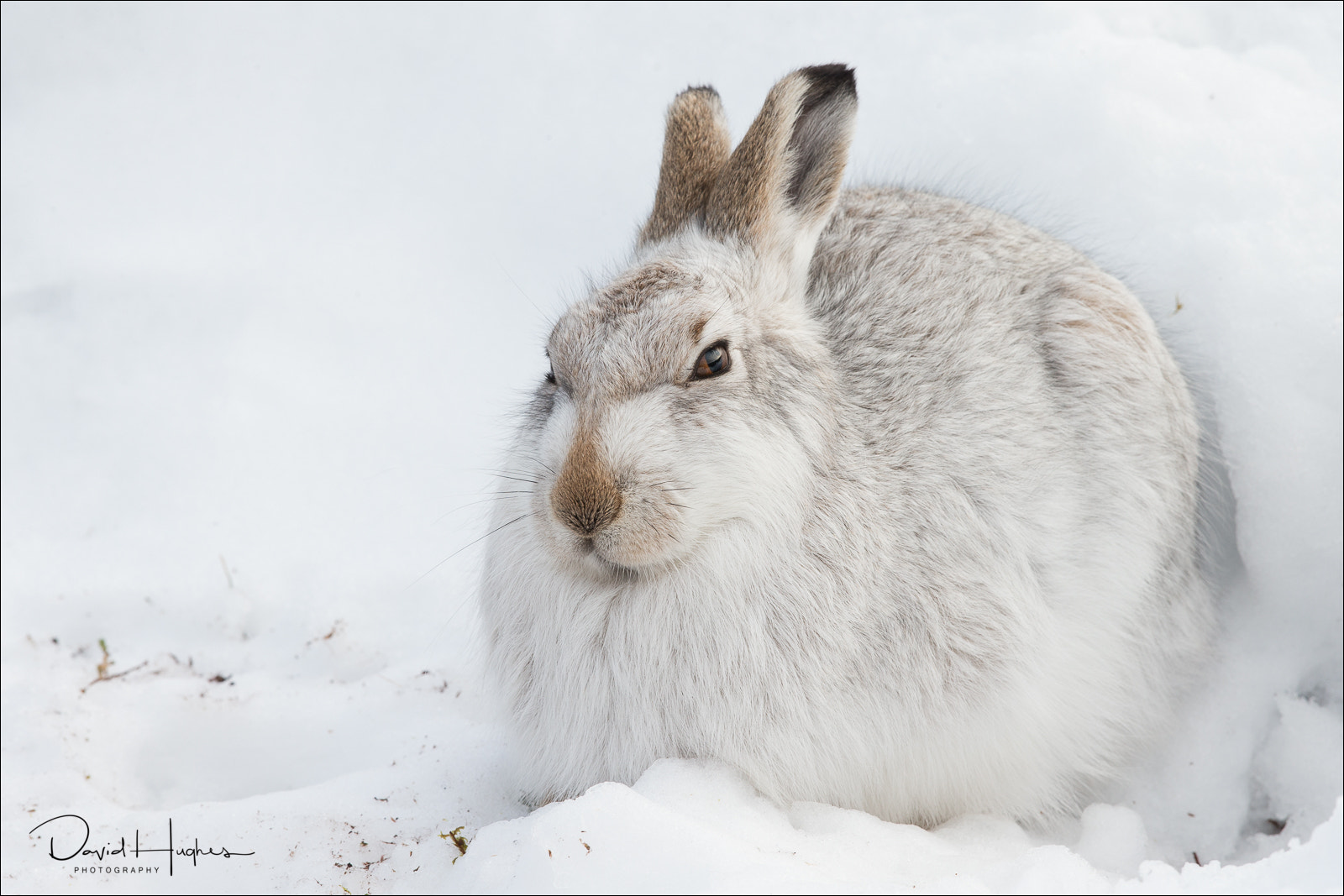 Canon EF 500mm F4L IS II USM sample photo. Mountain hare in snow scrape photography