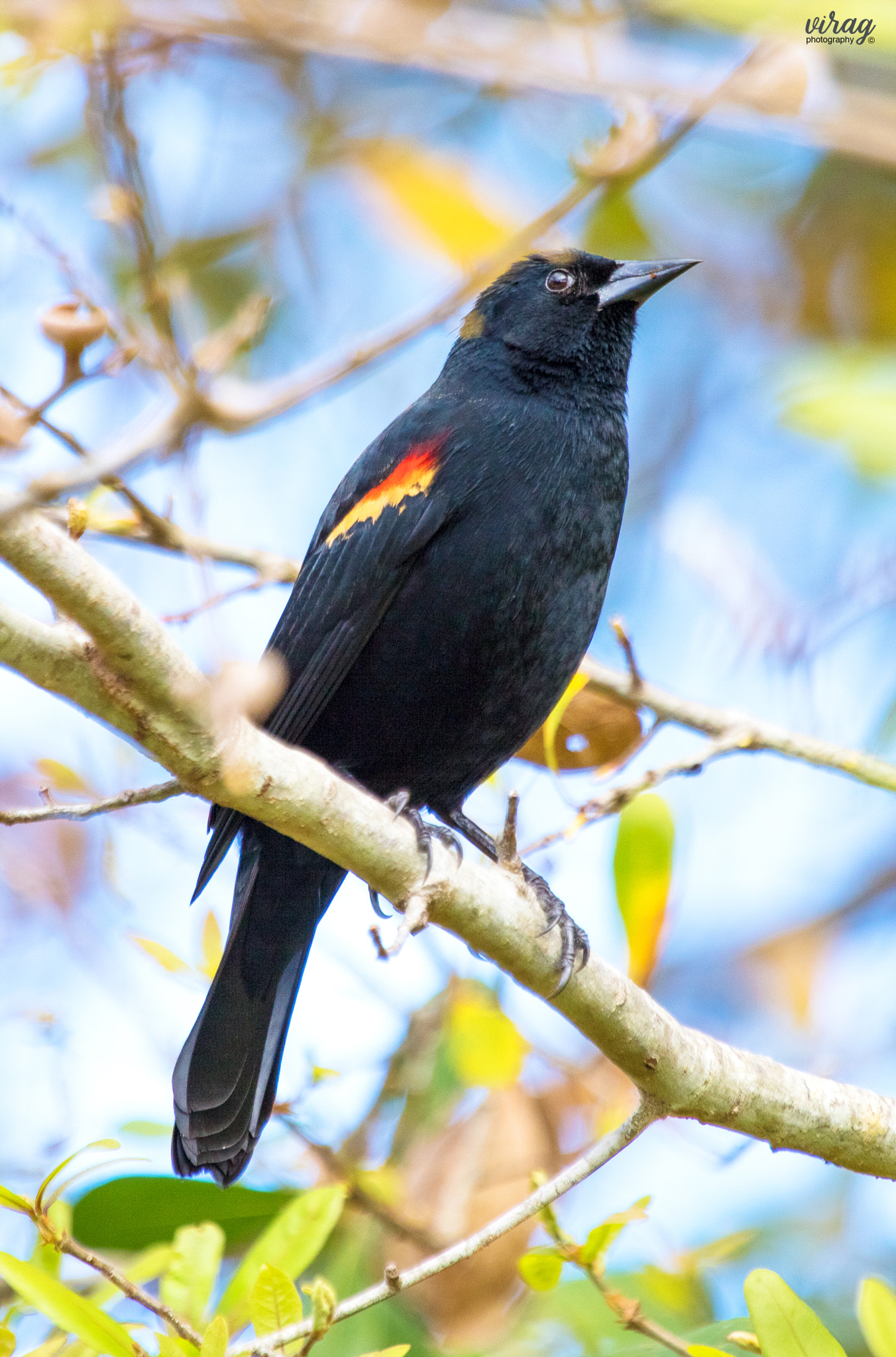 Canon EF 100-400mm F4.5-5.6L IS USM sample photo. Red-winged blackbird photography