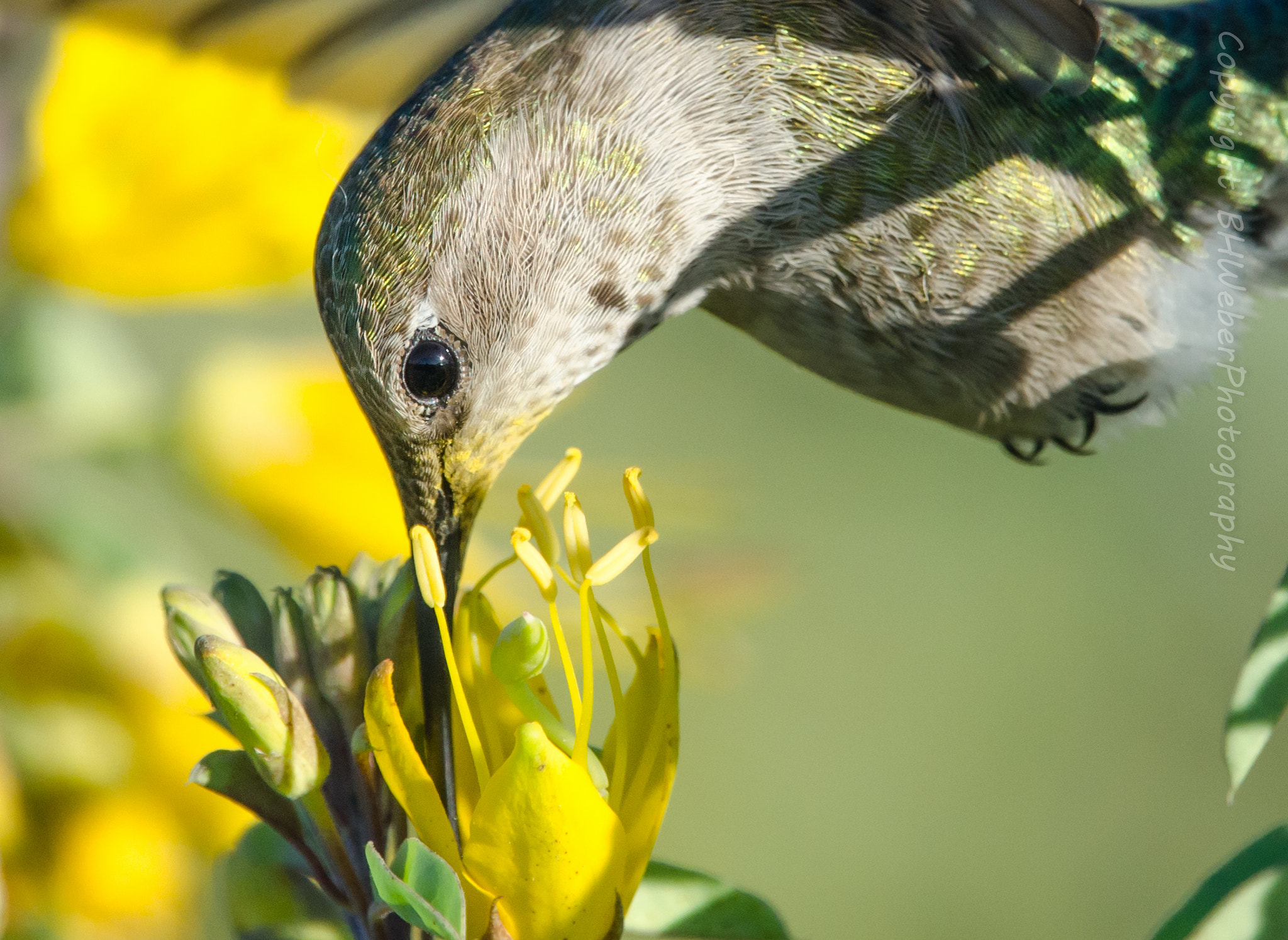Nikon Nikkor AF-S 300mm F4E PF ED VR sample photo. Hummingbird pollinating photography