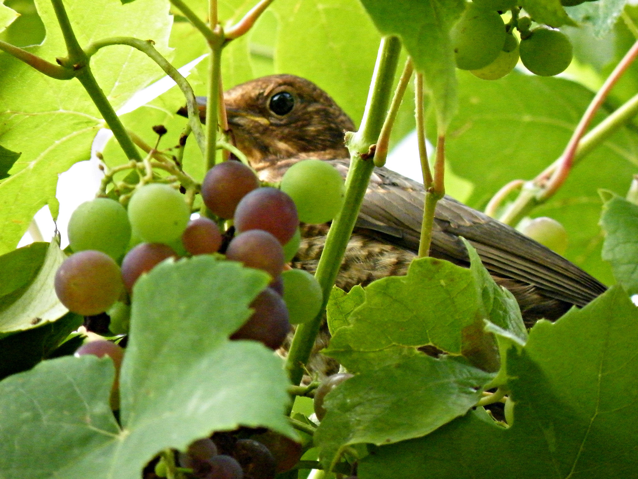 Fujifilm FinePix S8100fd sample photo. A bird and grapes photography