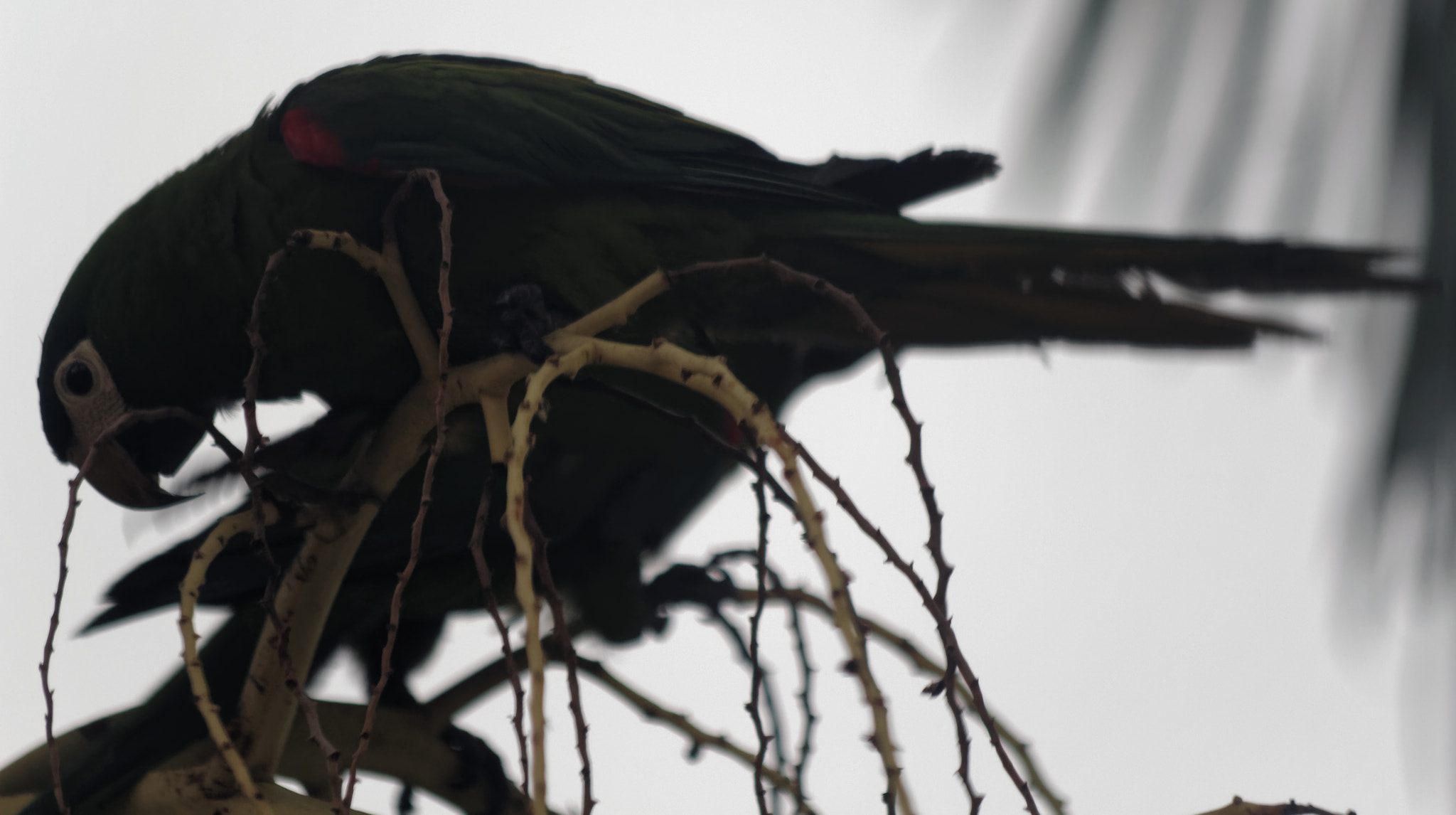Canon EOS 600D (Rebel EOS T3i / EOS Kiss X5) + Canon EF 70-300mm F4-5.6 IS USM sample photo. Red-shouldered macaw photography