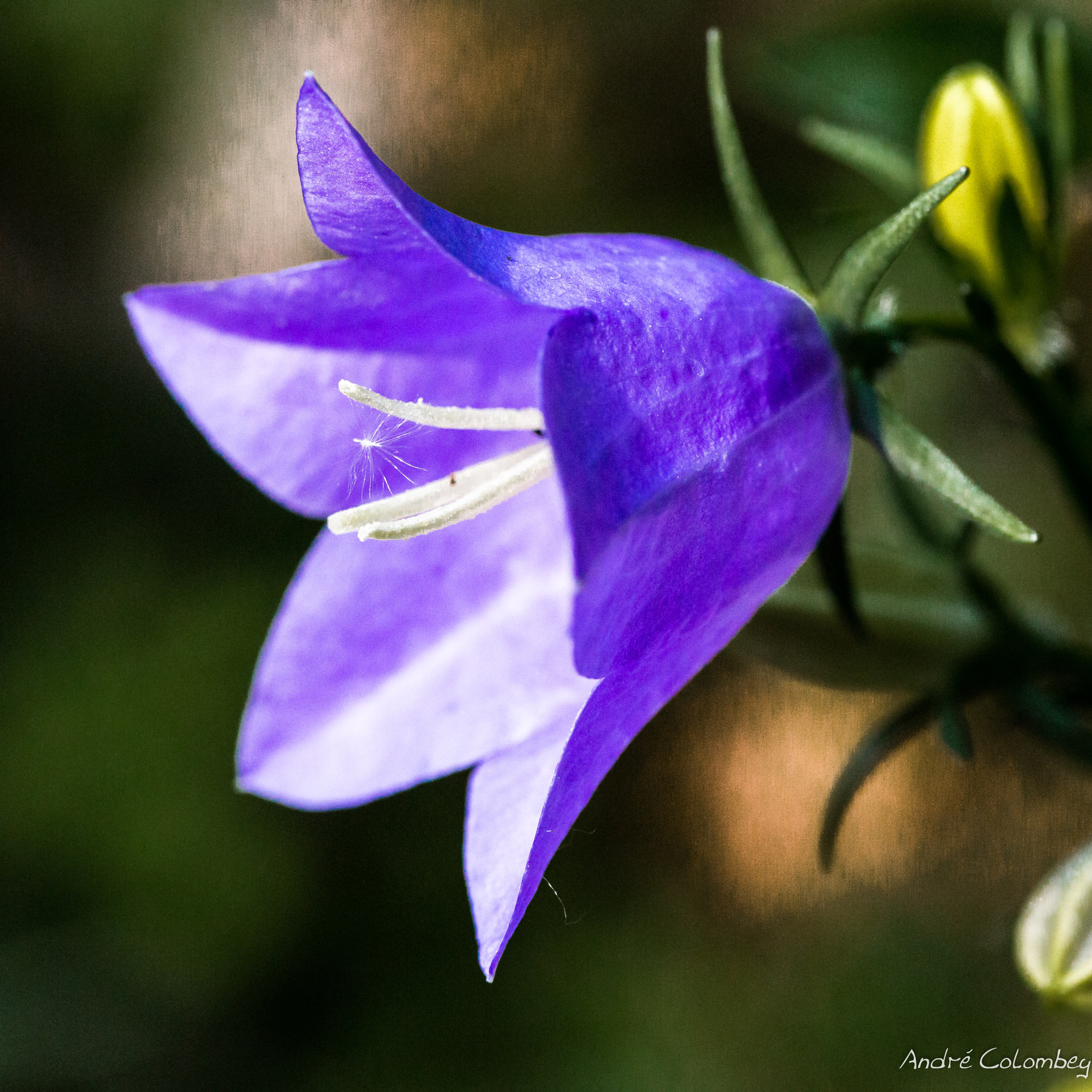 Canon EF-S 60mm F2.8 Macro USM sample photo. Clochette photography