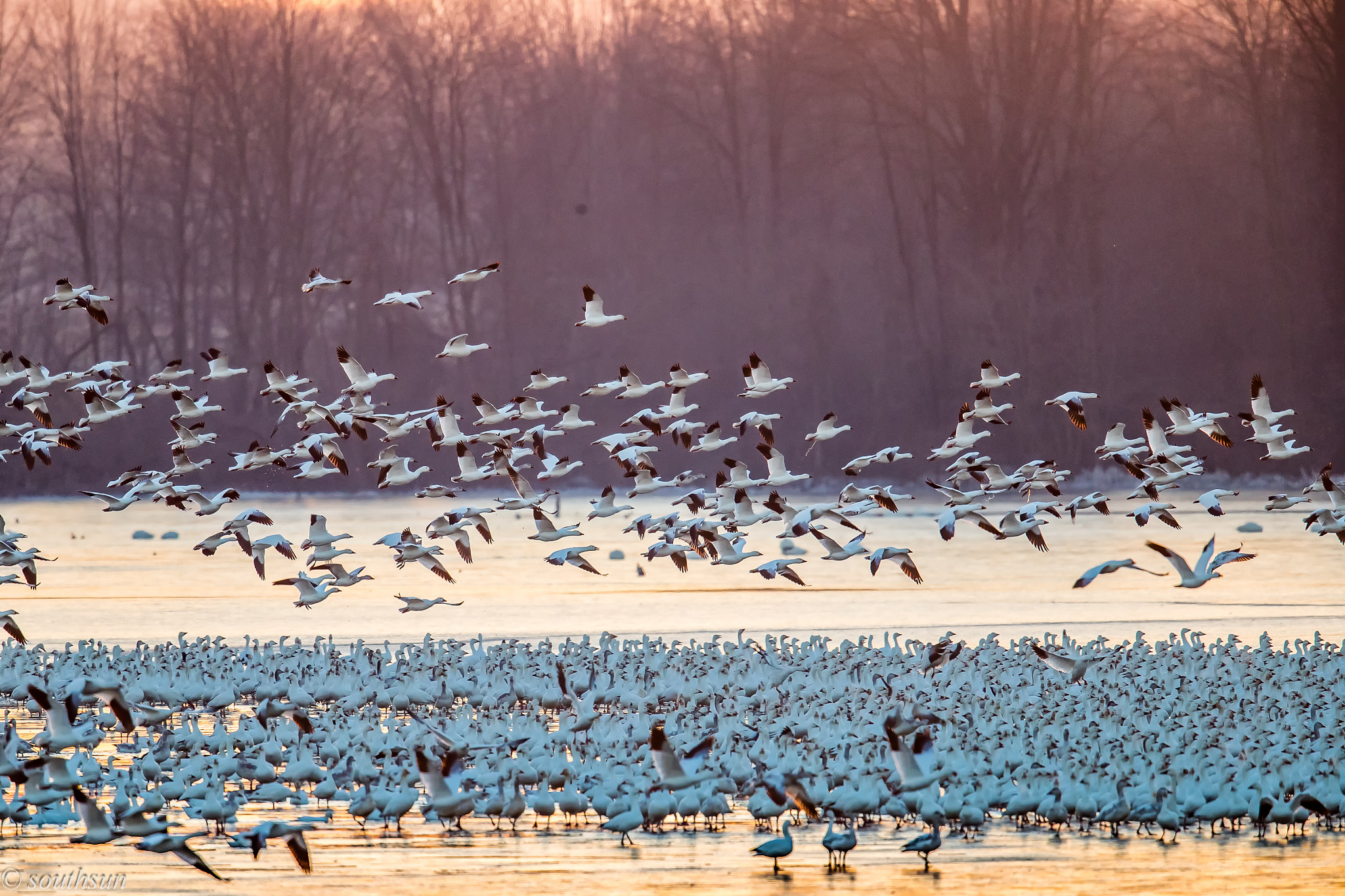 Canon EF 600mm F4L IS II USM sample photo. Leaving photography